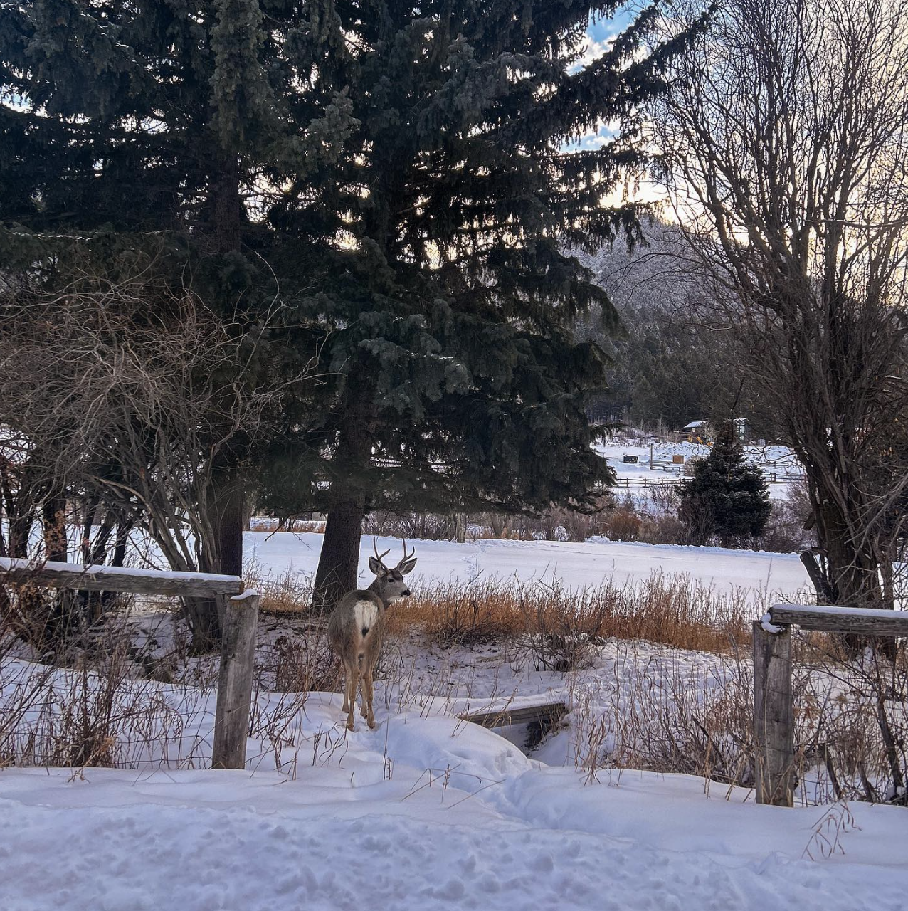 Deer standing in snowy landscape near trees