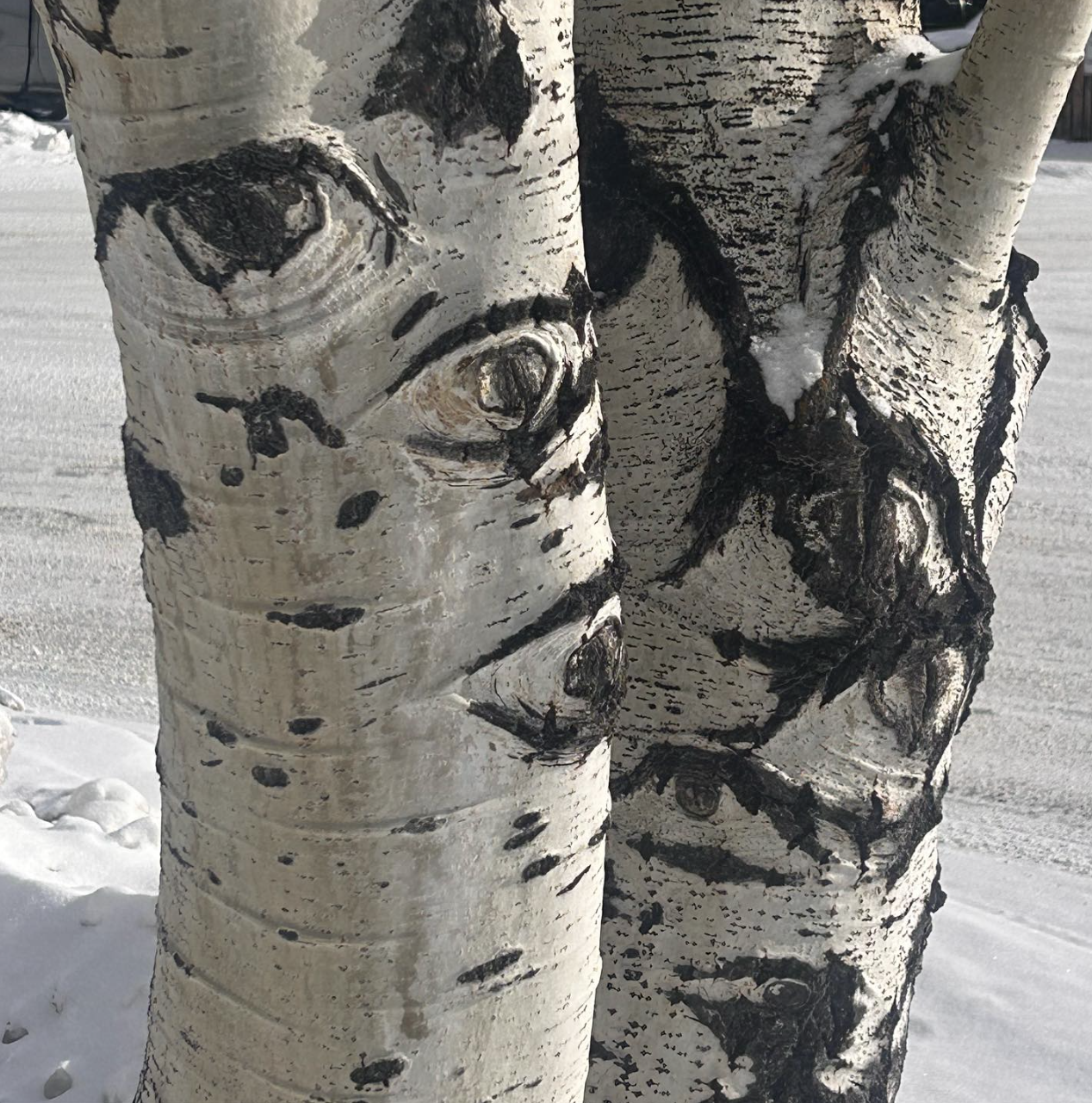 Close-up of birch tree trunks with distinctive dark eye-shaped patterns on the bark, set against a snowy background.