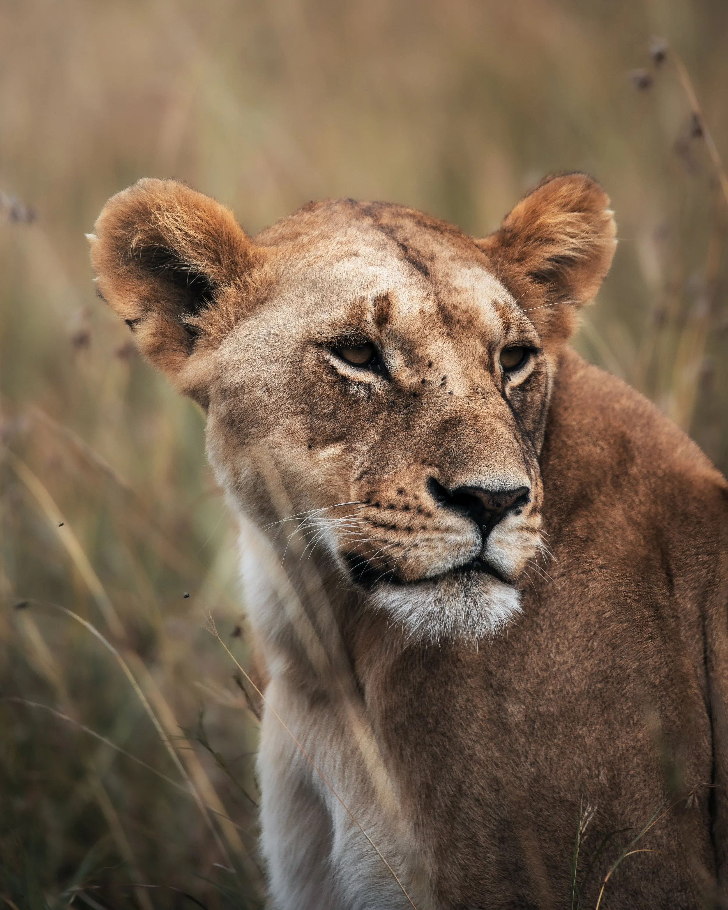 Elewana Loisaba - Lioness Portrait.jpg