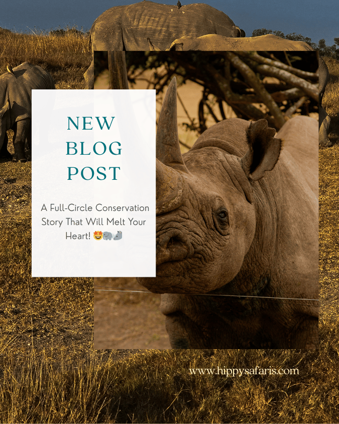 A Full-Circle Conservation Story That Will Melt Your Heart! 🤩🦏