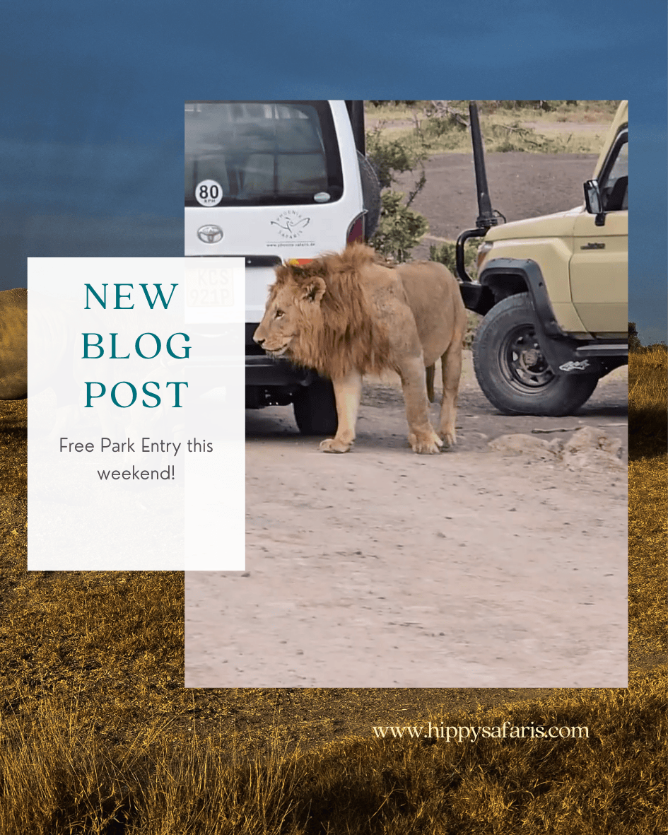 Your Free Pass to Adventure: Celebrating World Tourism Day in KWS Parks