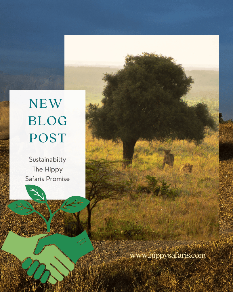 More Than Just Green: What Sustainable Travel Truly Means to Hippy Safaris