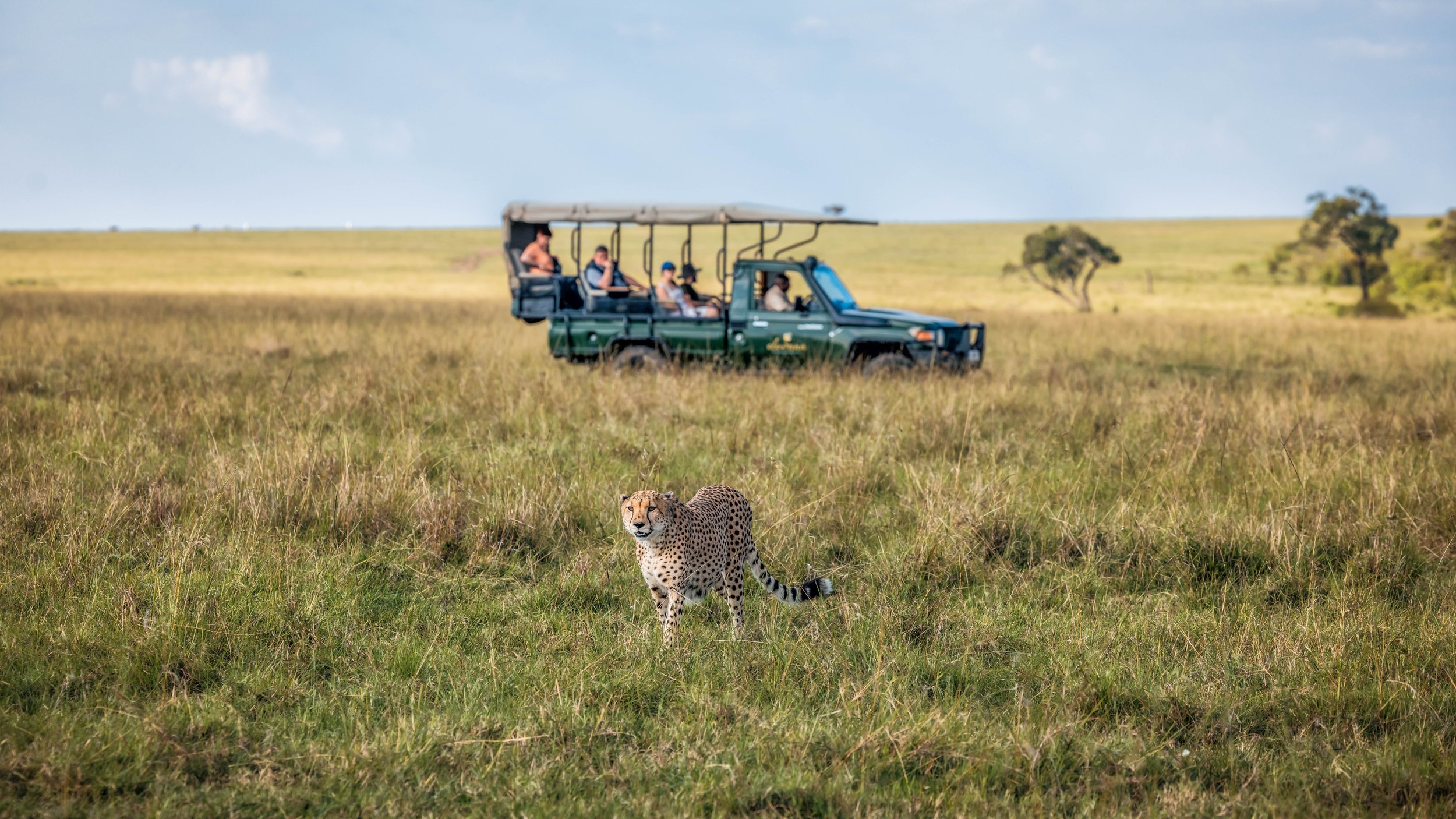 Cheetah&Van.jpg