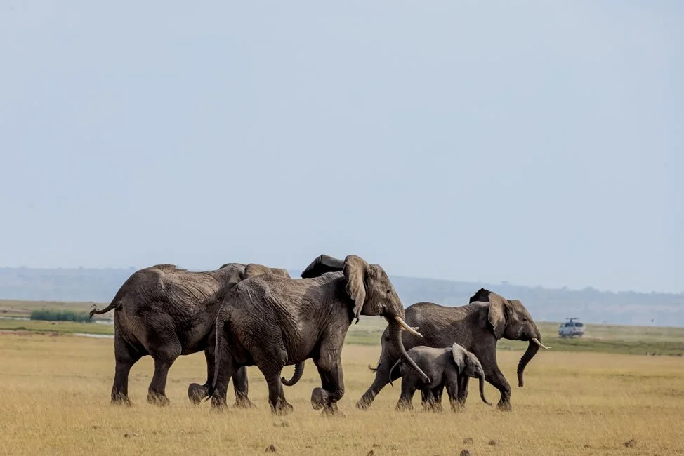sentrim-amboseli-game-drives2.jpg