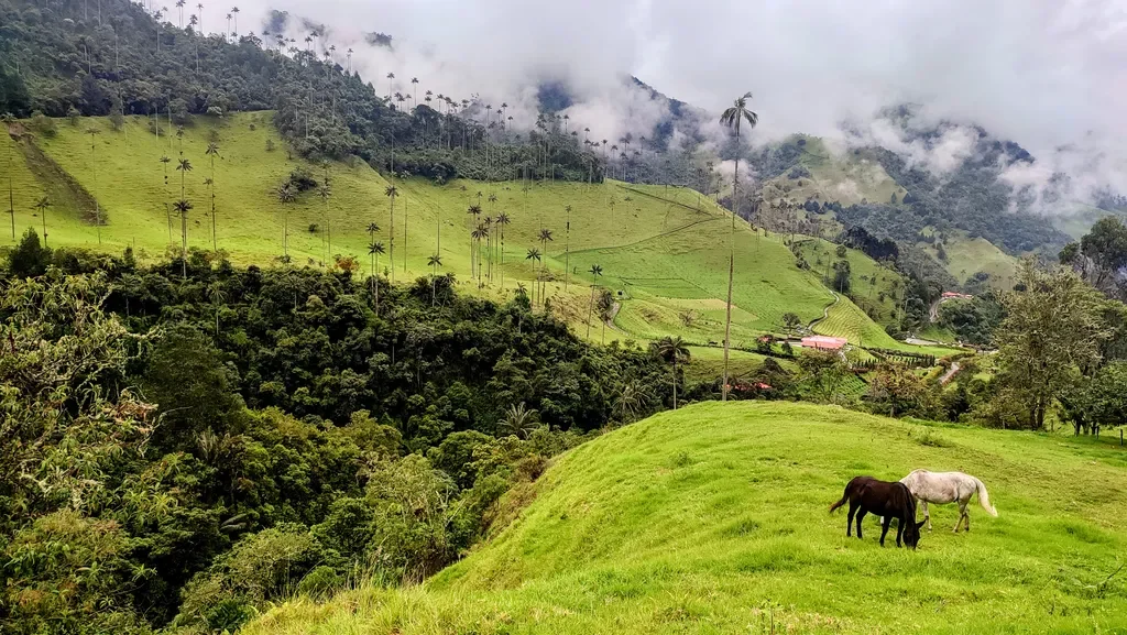 Green hillside with two horses grazing, surrounded by lush forest and mountain landscape, with clouds fogging the peaks.