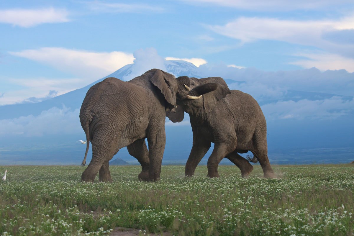 Two elephants playing with their trunks interlocked in a grassy plain with a mountain and partly cloudy sky in the background.