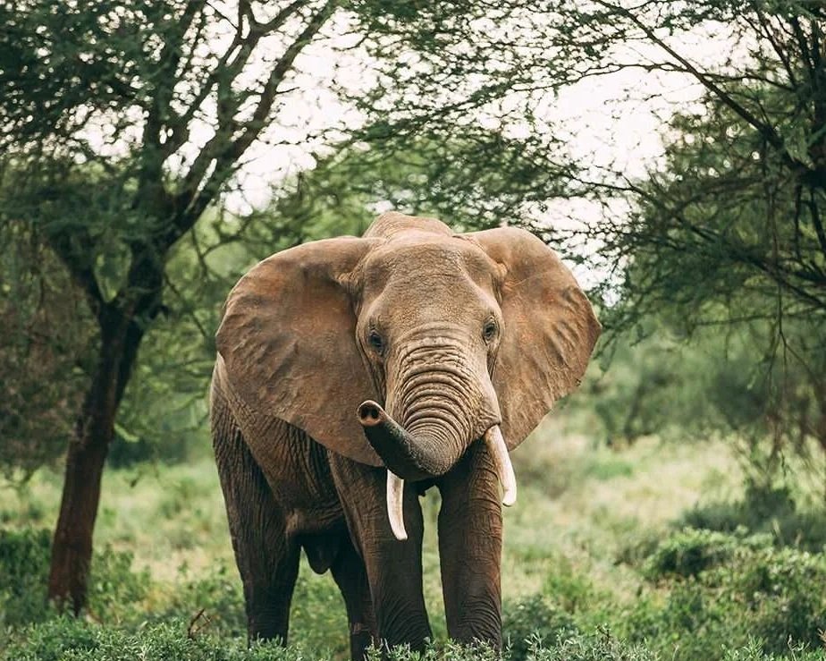 A young elephant standing in a green forested area with trees and bushes.