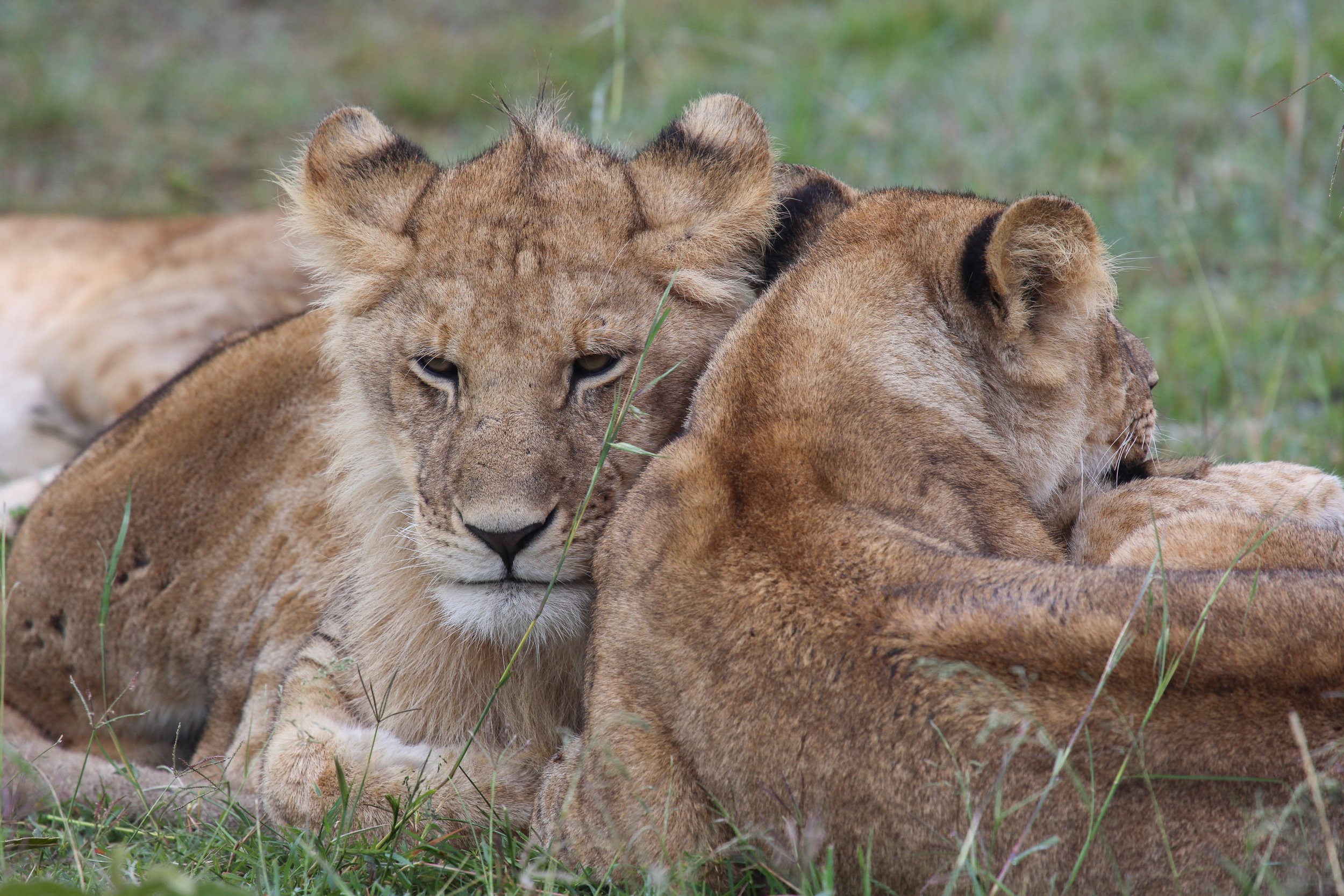 Neptune Mara Cuddling Lions Close-Up.jpg