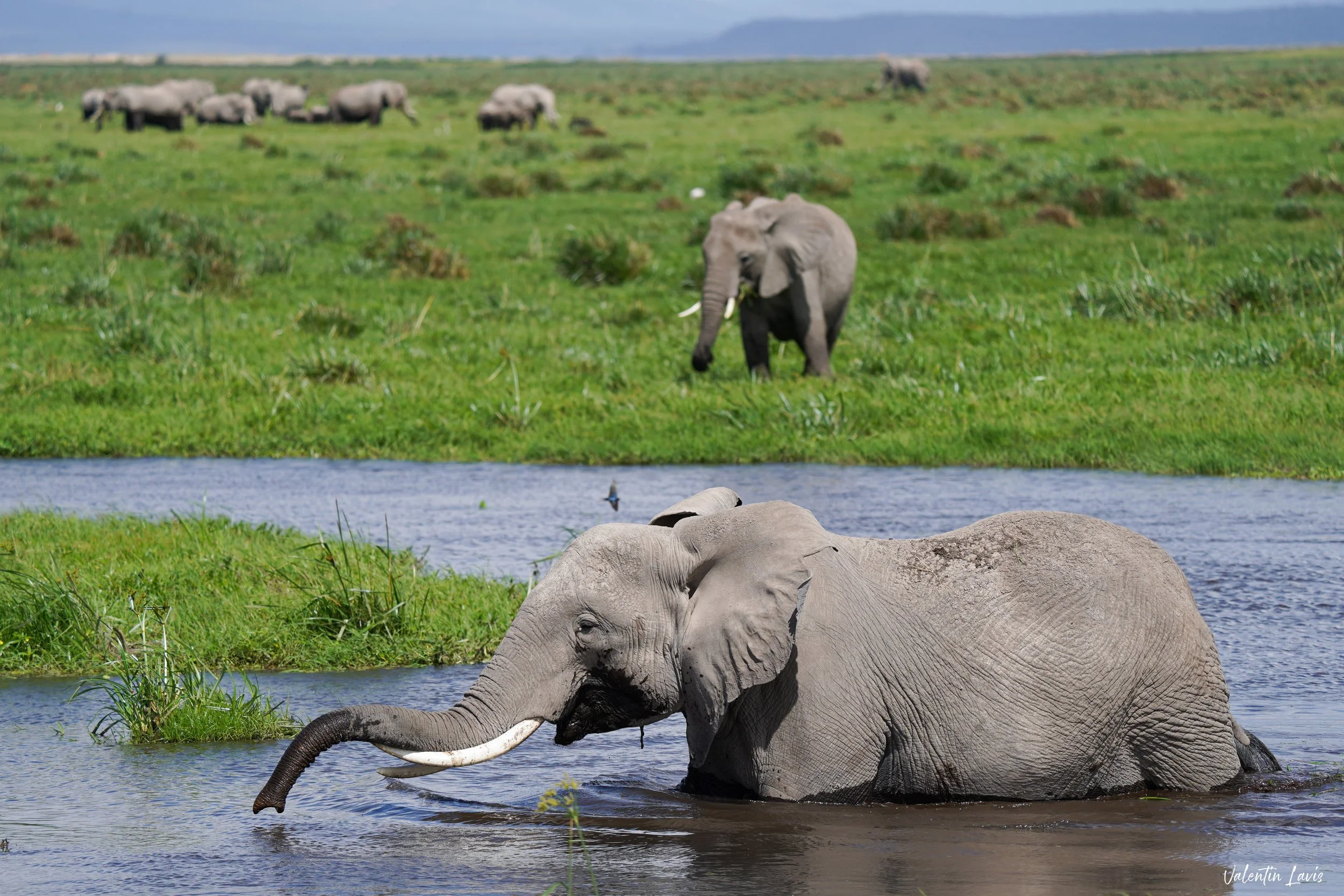 Tortilis Camp Amboseli _Wildlife_Elephants 4 (c) Valentin Lavis.jpg