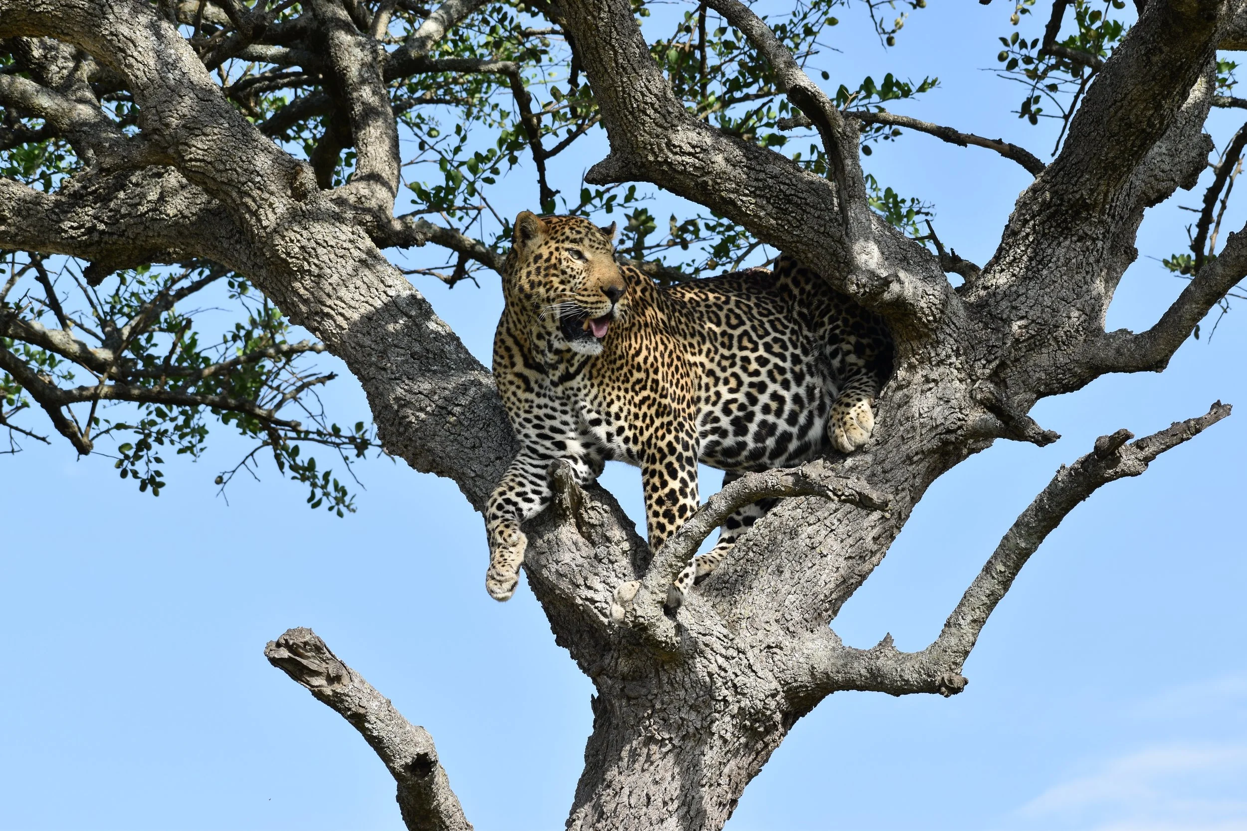 Wildlife - Mara Leopard.jpg