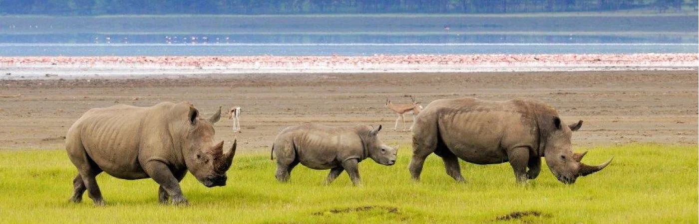Lake-Nakuru-4 (1).jpg