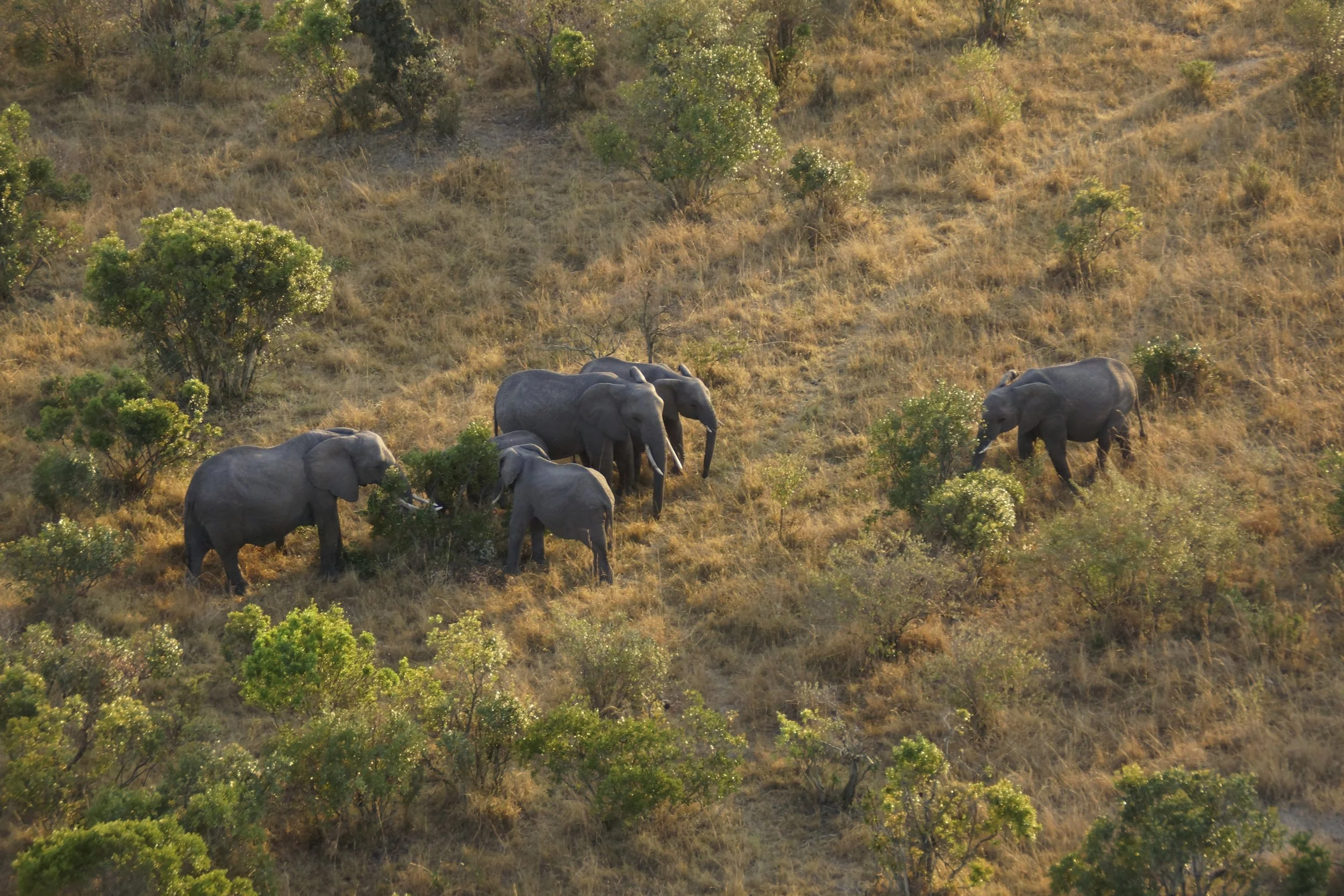 32 - Adventures Aloft Balloon Safaris.JPG