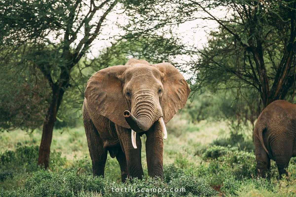 Tortilis Serengeti, Tanzania