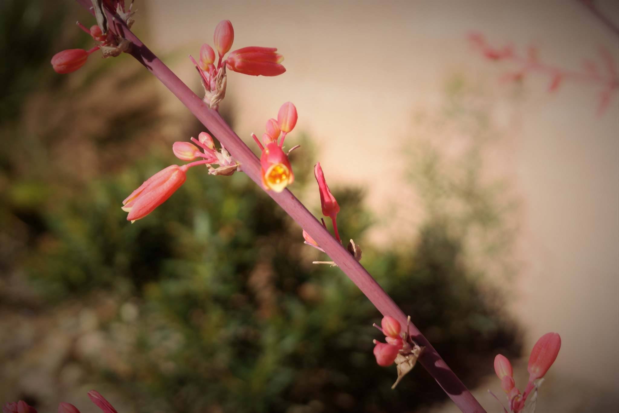 flowers.jpg