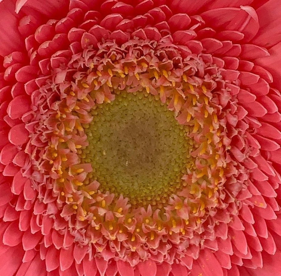 Pink Sunflowers: Summer