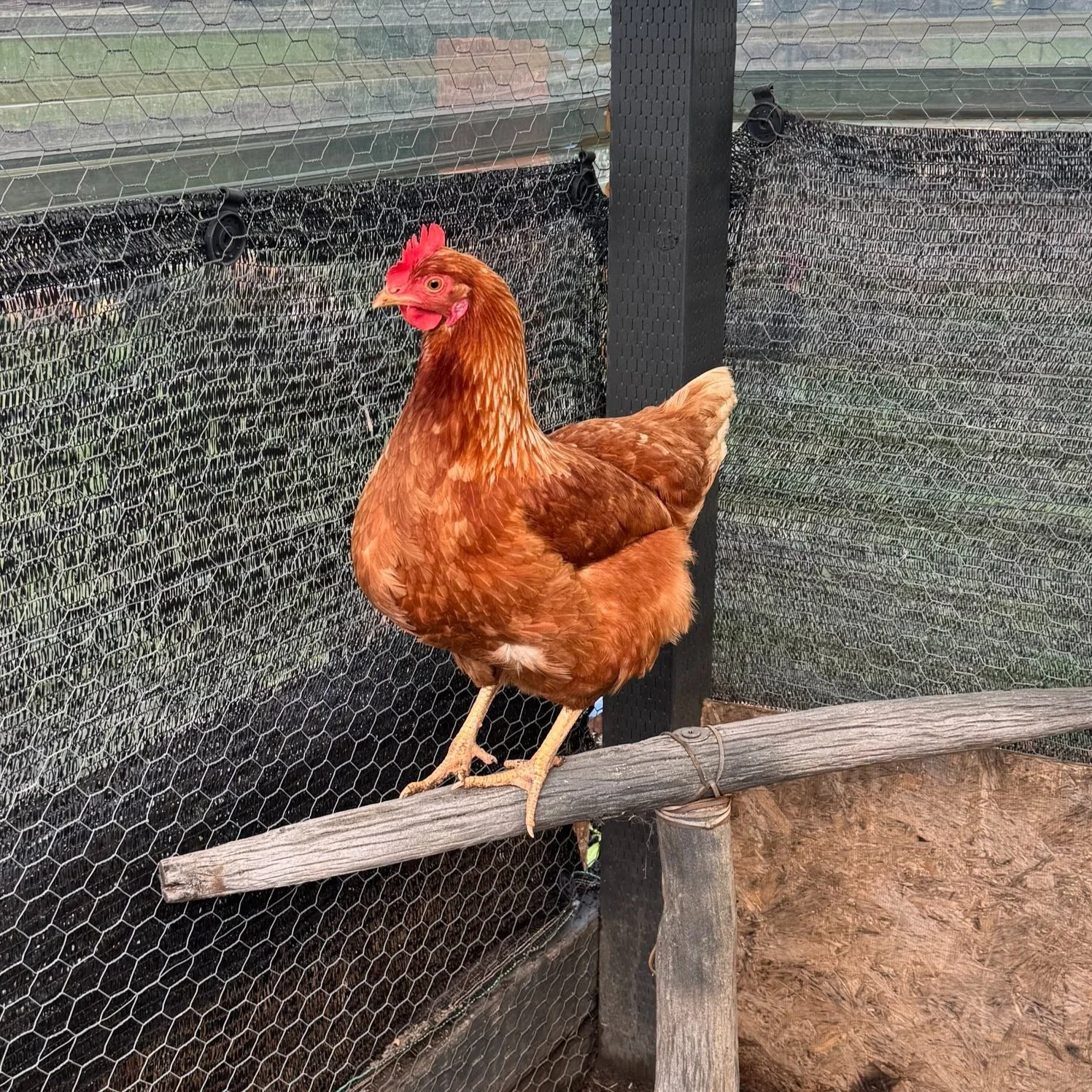 Brown chicken perching inside a wire-fenced coop.