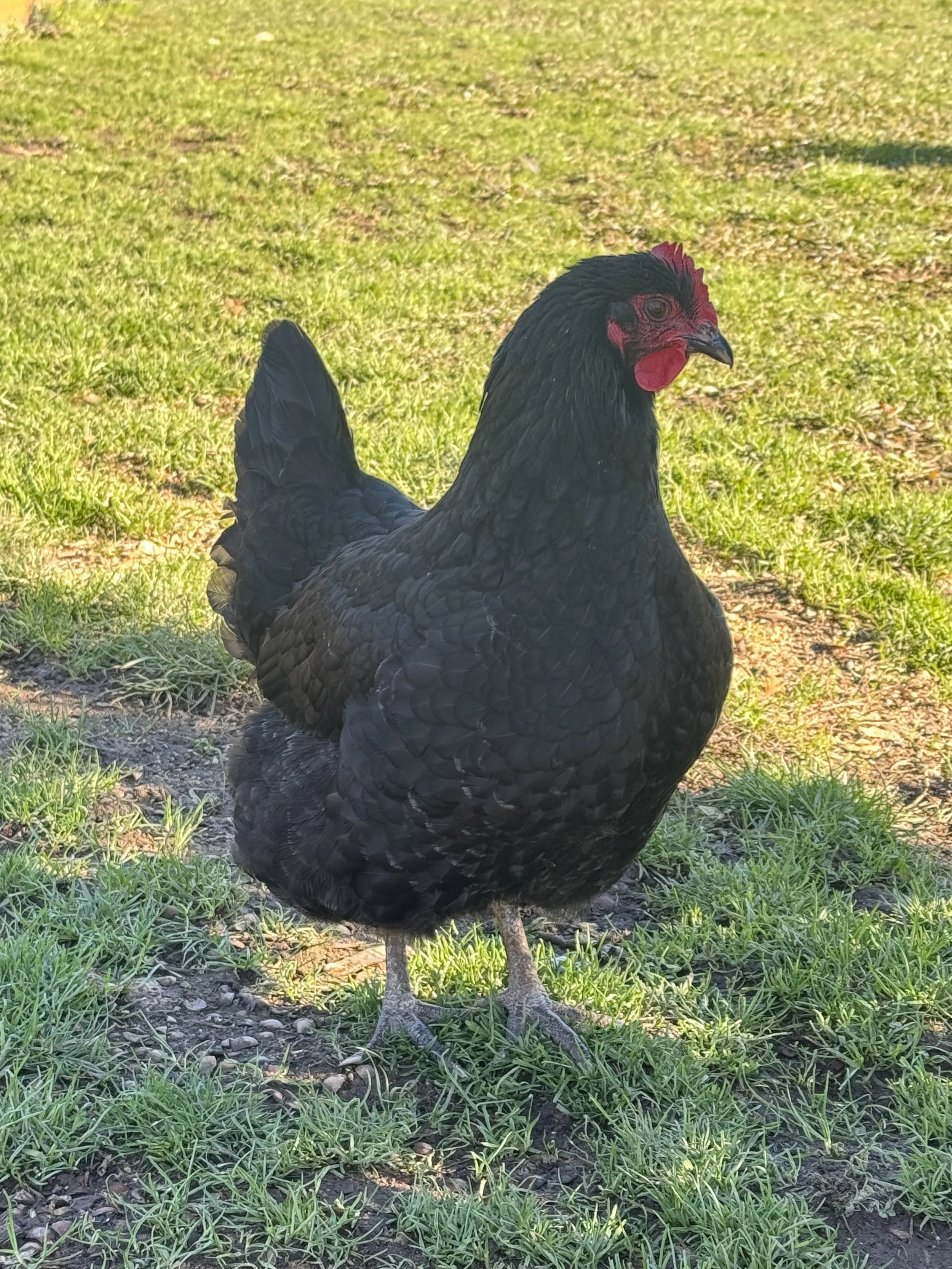 Black chicken with red comb standing on grass
