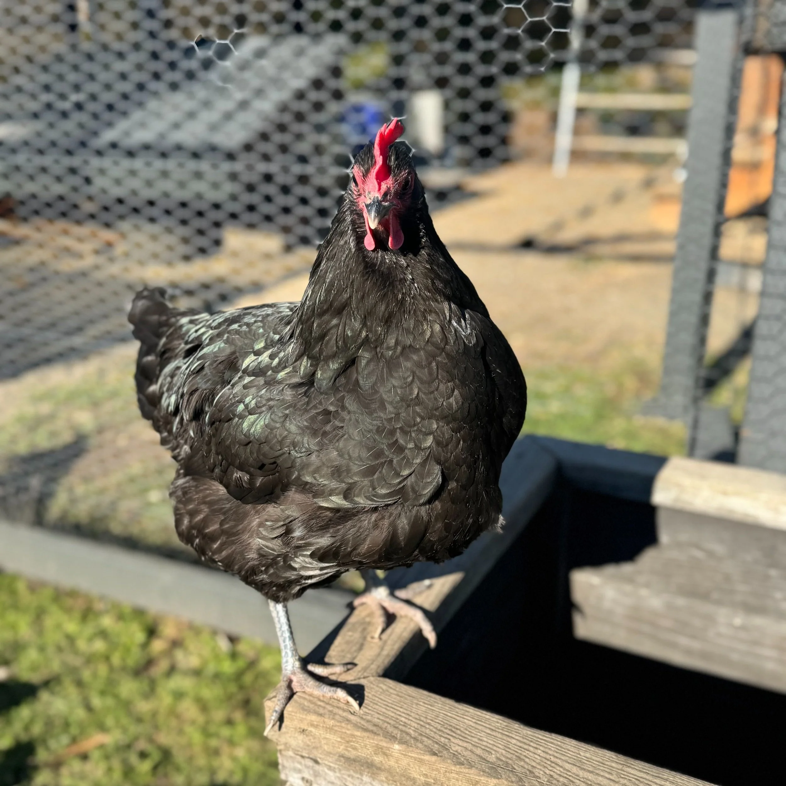 A black chicken with a red comb standing on the edge of a wooden structure, with a wire fence and blurred background of a yard.