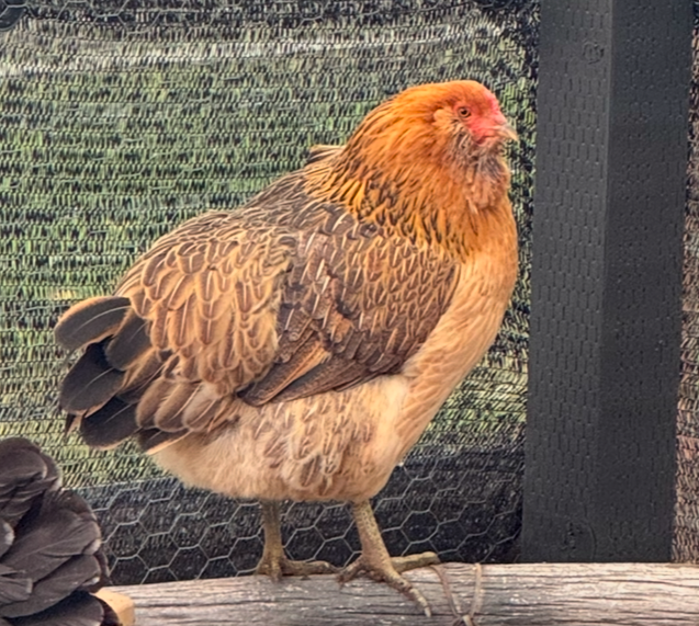 Chicken standing on a log