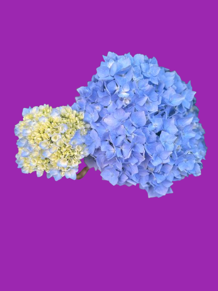 Hydrangea: Summer