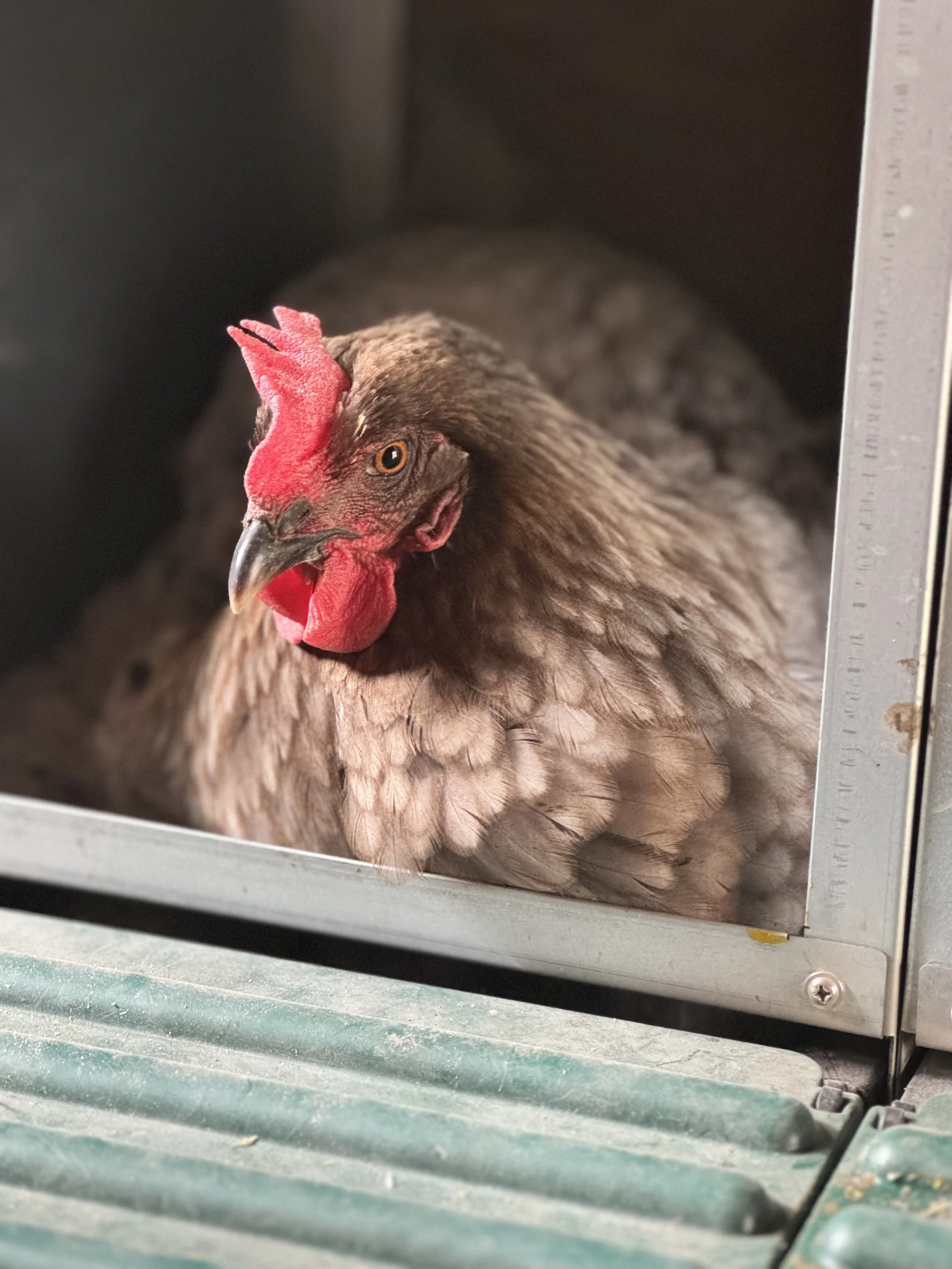 Chicken sitting in a nesting box