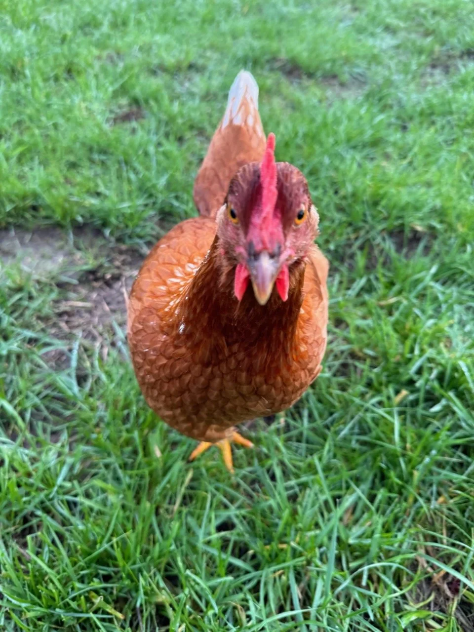 Close-up of a brown chicken on green grass.