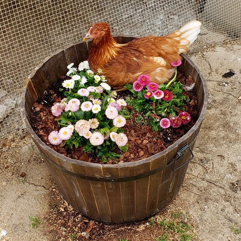 A brown chicken sitting in a wooden barrel planter filled with colorful pink, white, and red flowers, surrounded by mulch. The planter is outside on a dirt surface with wire mesh fencing in the background.
