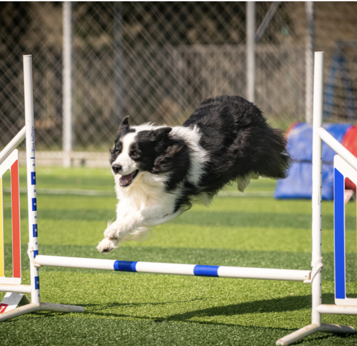 Agility