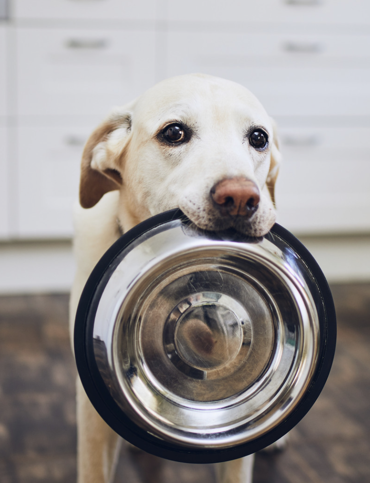 Understanding Anxious Dog Breeds: What Causes It &amp; How To Calm Them Naturally Without Medication
