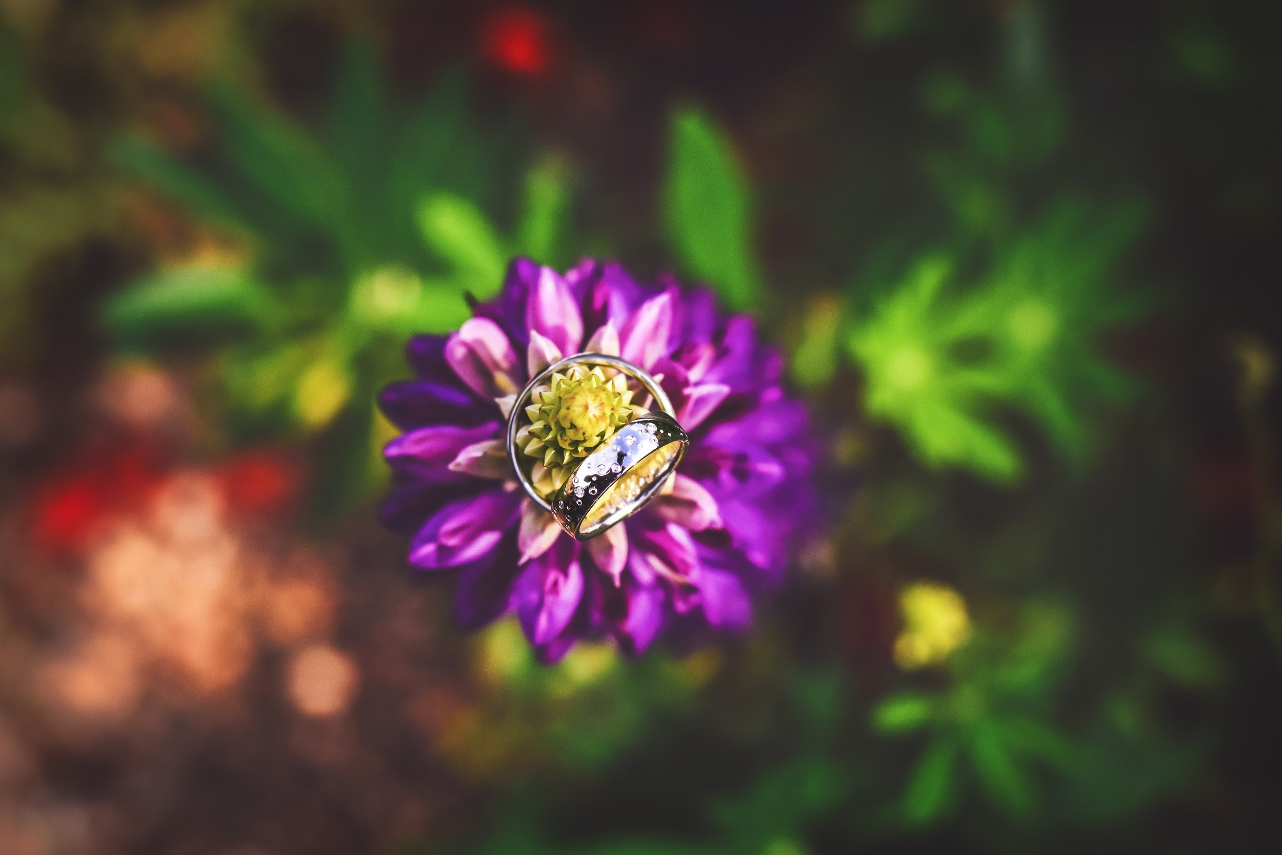 Detailní záběr na fialovobílý květ se dvěma prstenci, jeden s malým drahokamem a druhý s tmavými akcenty, obklopený zeleným listovím.