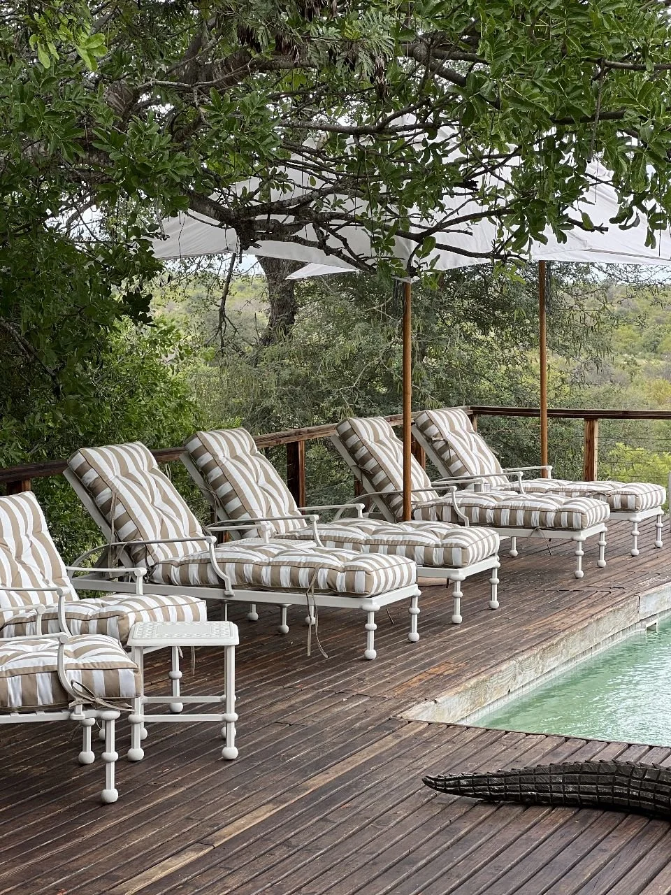 Simbavati Hilltop Lodge - Facilities 06 - Pool.jpg