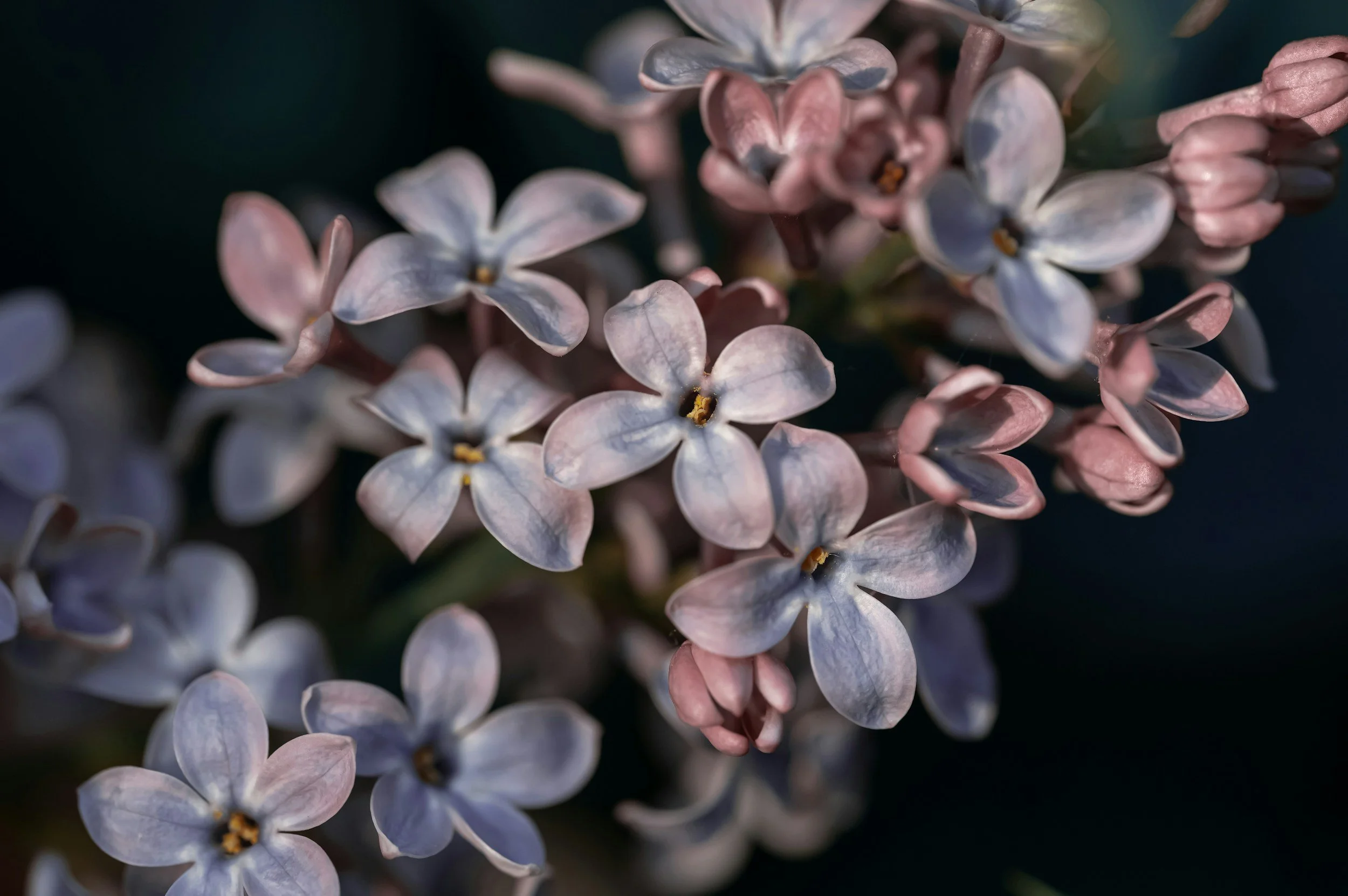 close up light blue light pink flowers