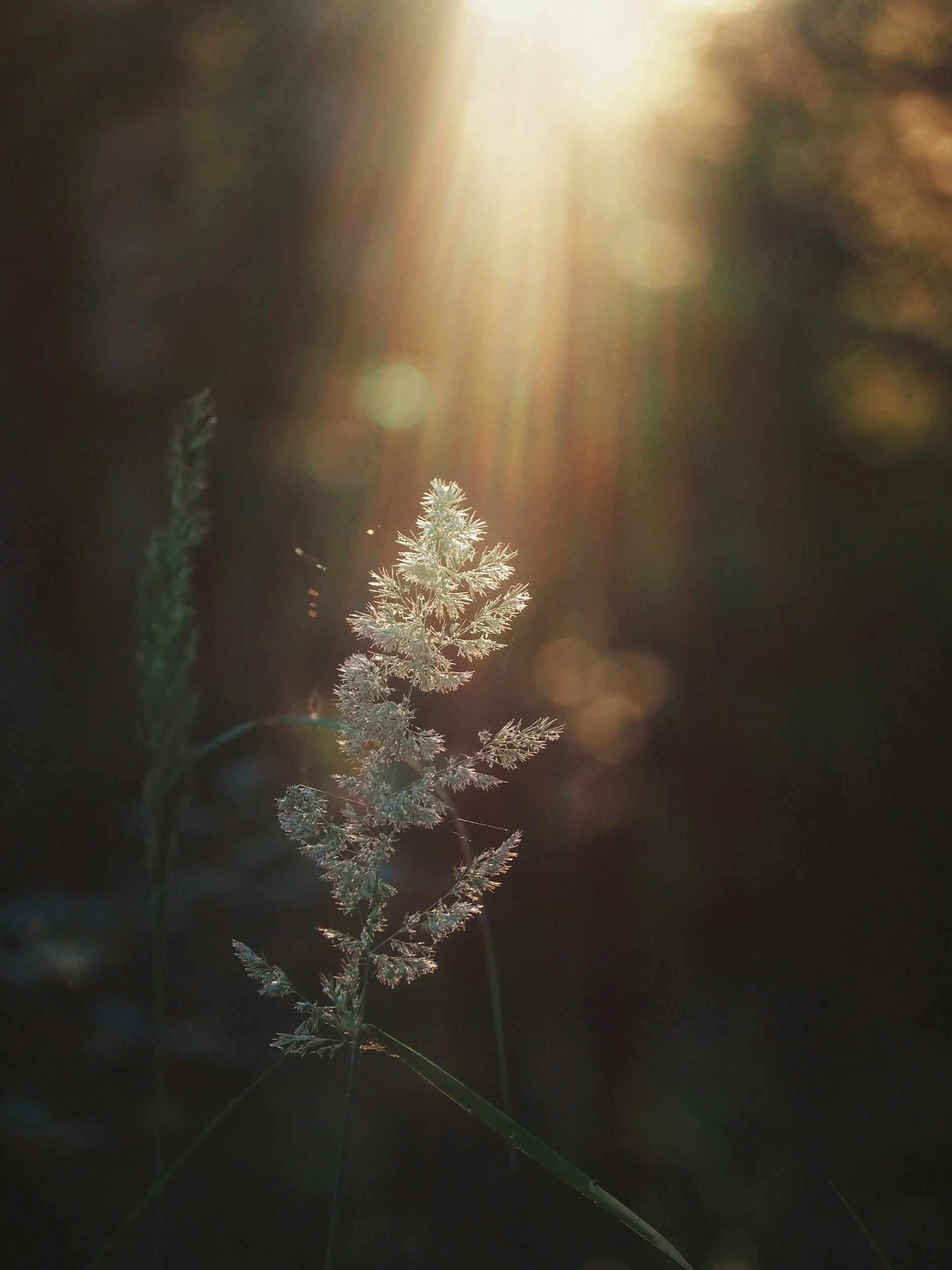 while plant with sun beaming down on it