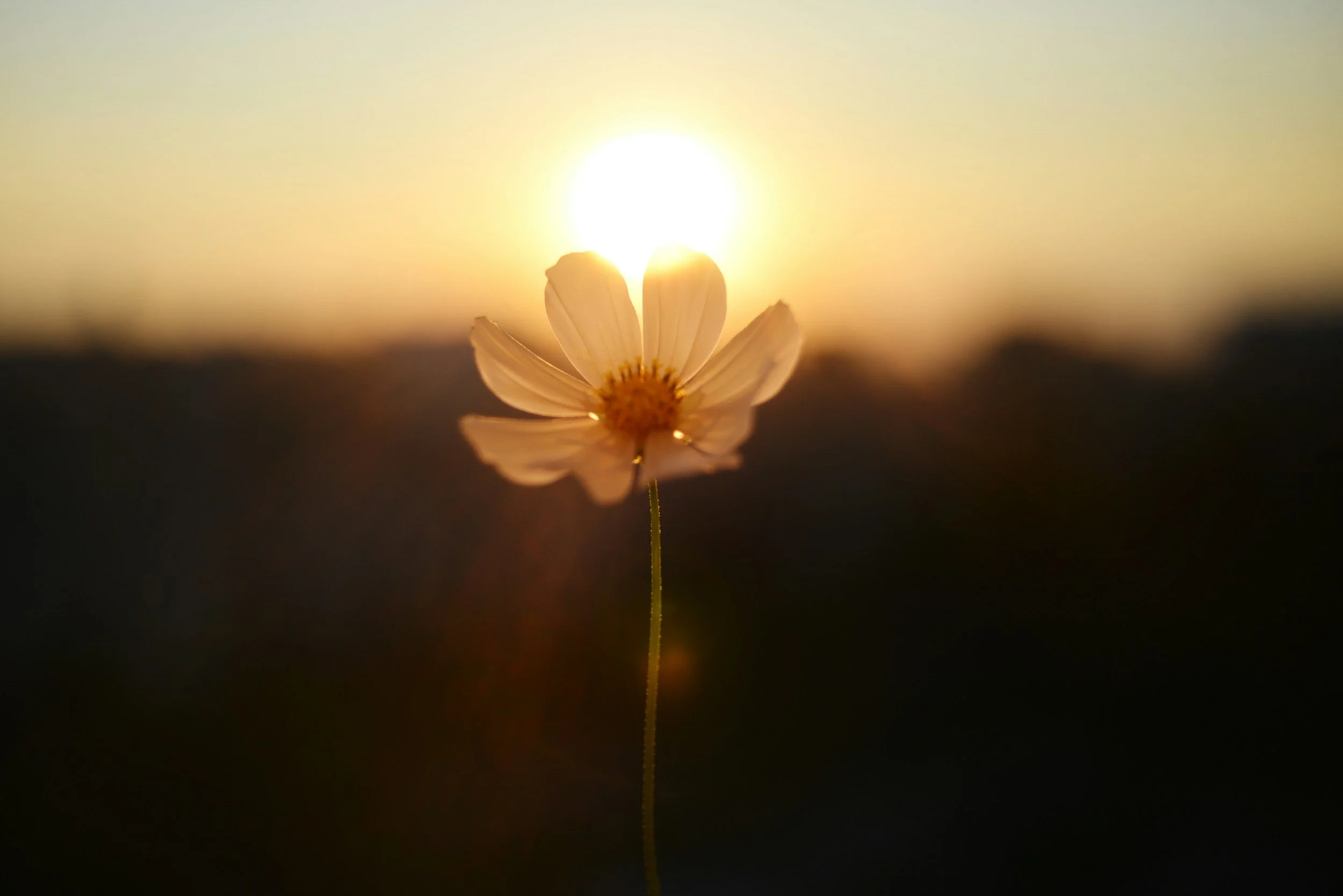 single flower with sun behind it