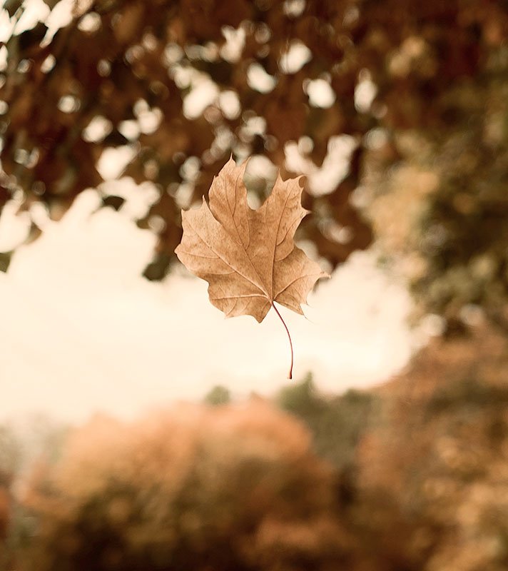 An autumn leaf representing change