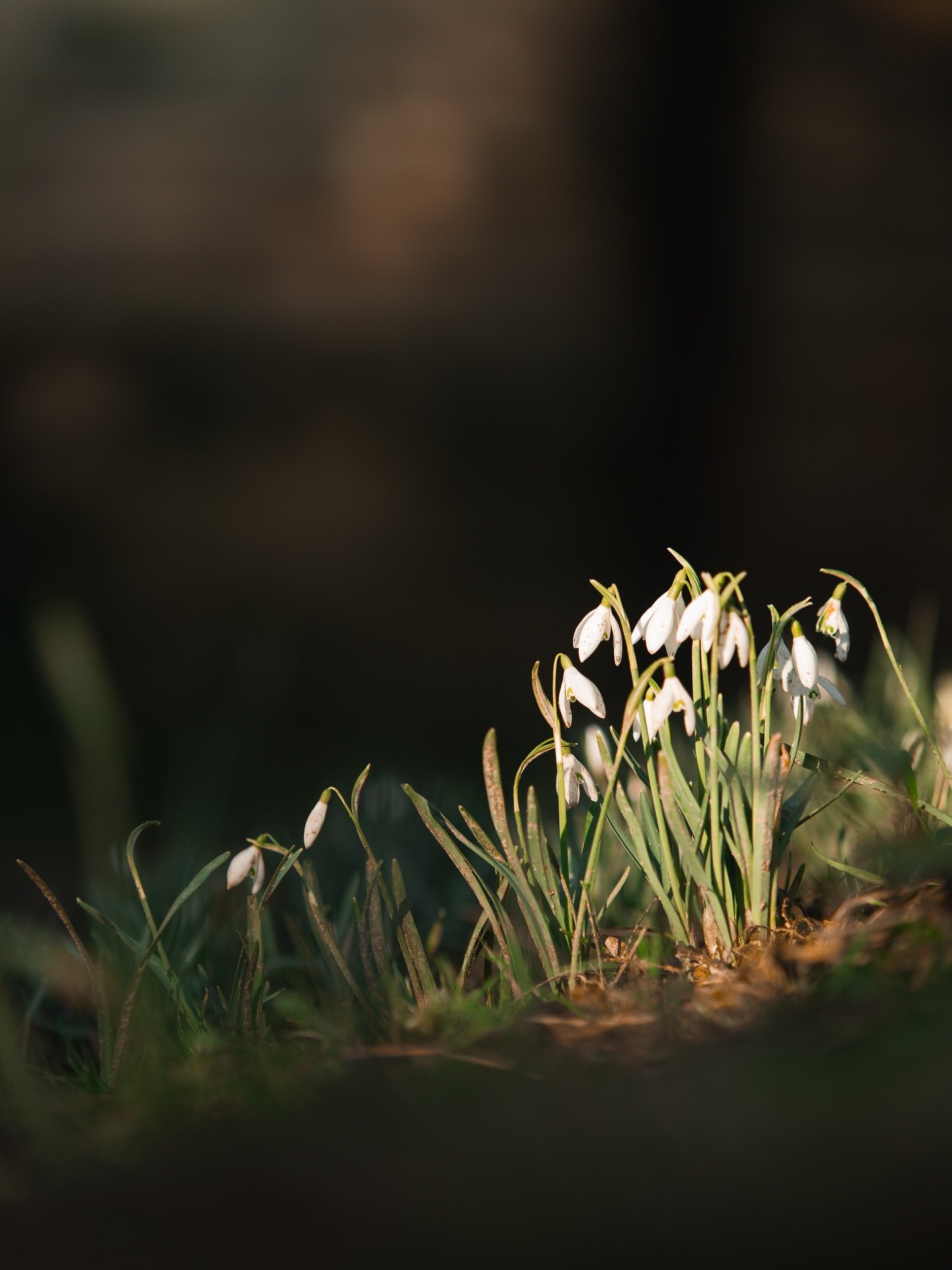 Who else is relishing the spring sunshine today?

After editing some client images, a very exciting meeting and a spot of lunch, I thought I&rsquo;d grant myself some nonchalance in the garden. 

As spring approaches, my diary is steadily getting nou