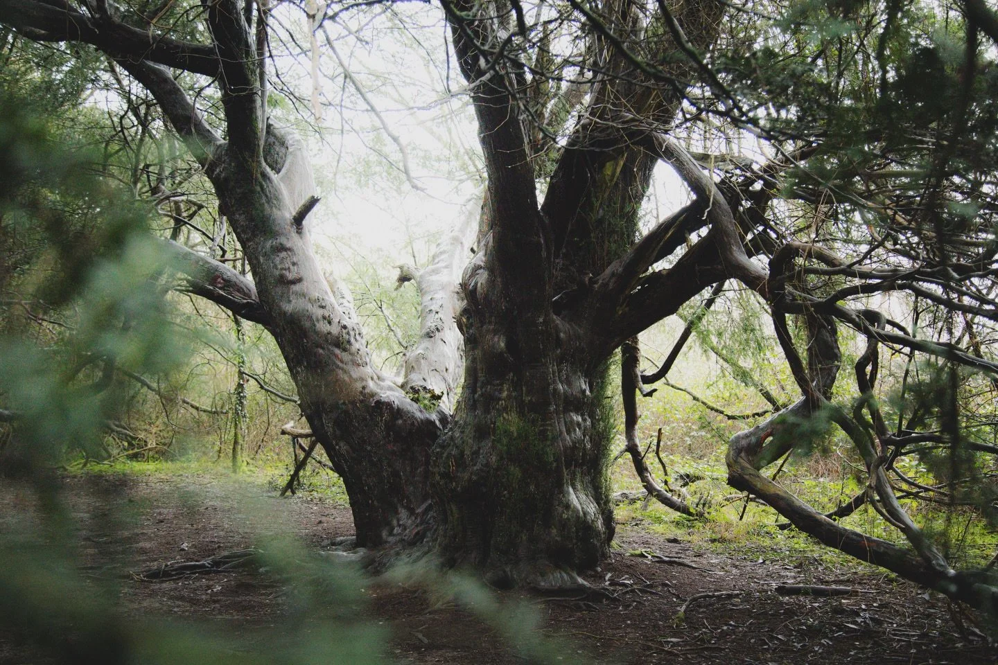 Photographing people is my strong point - I thrive creatively from bouncing off an individual and telling their story.

Trees, on the other hand, I find that I have never done them true justice&hellip; and so, I ought to try again and again.

These b