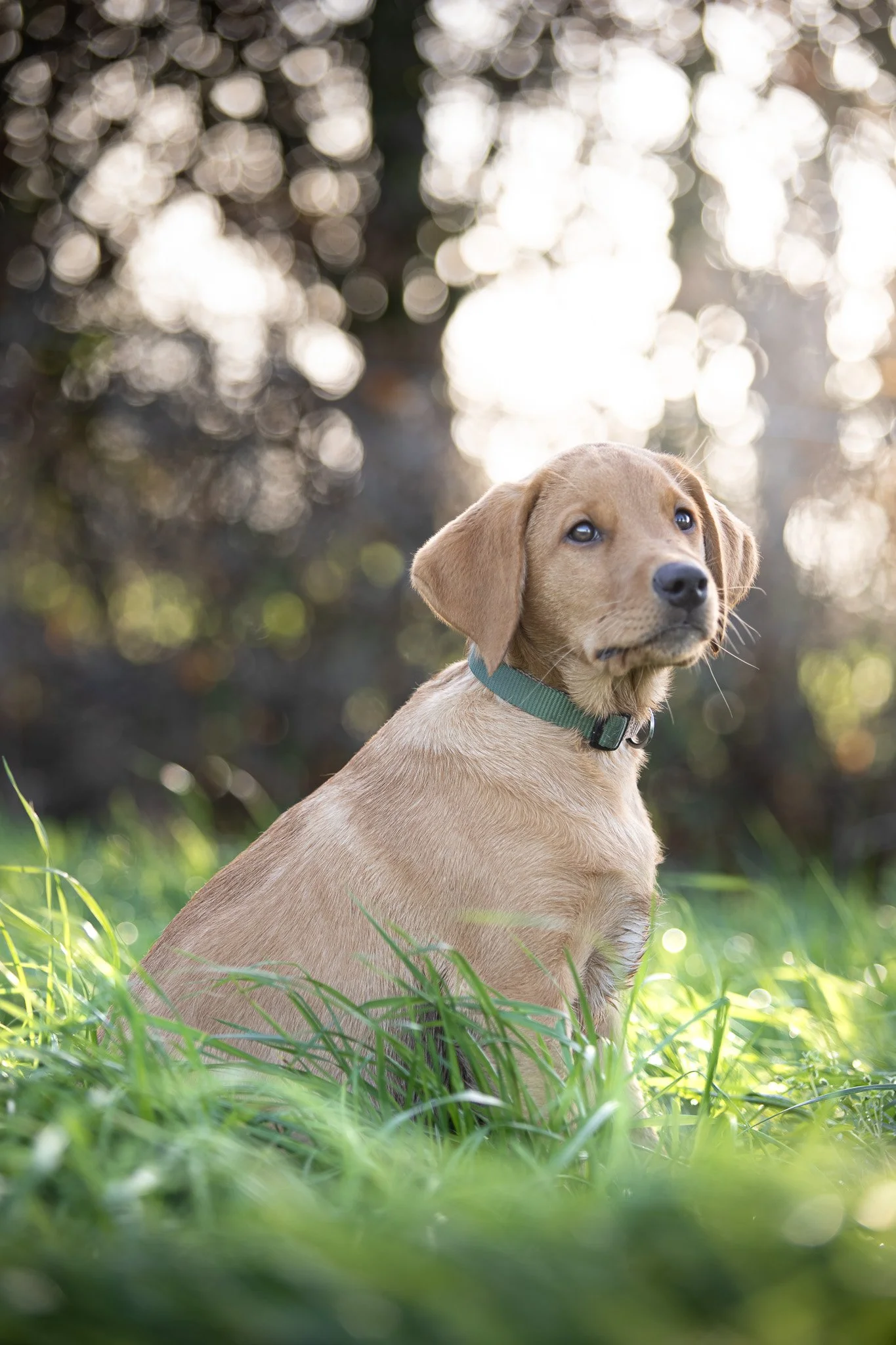 November's Shoot: Team Images, Herbie, the official Three Acres Brewery Dog in the East Sussex countryside.