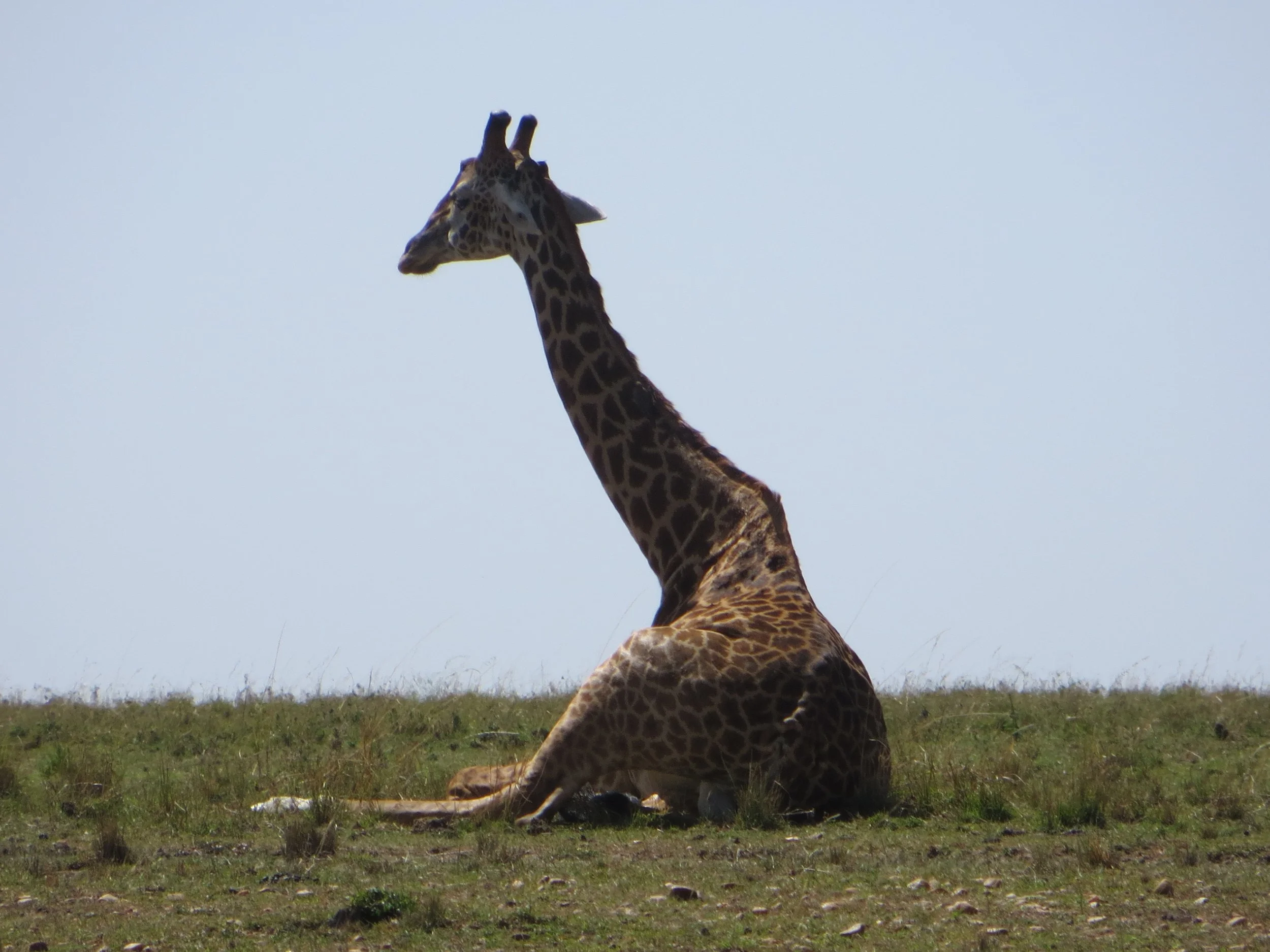 IMG_3436.jpeg