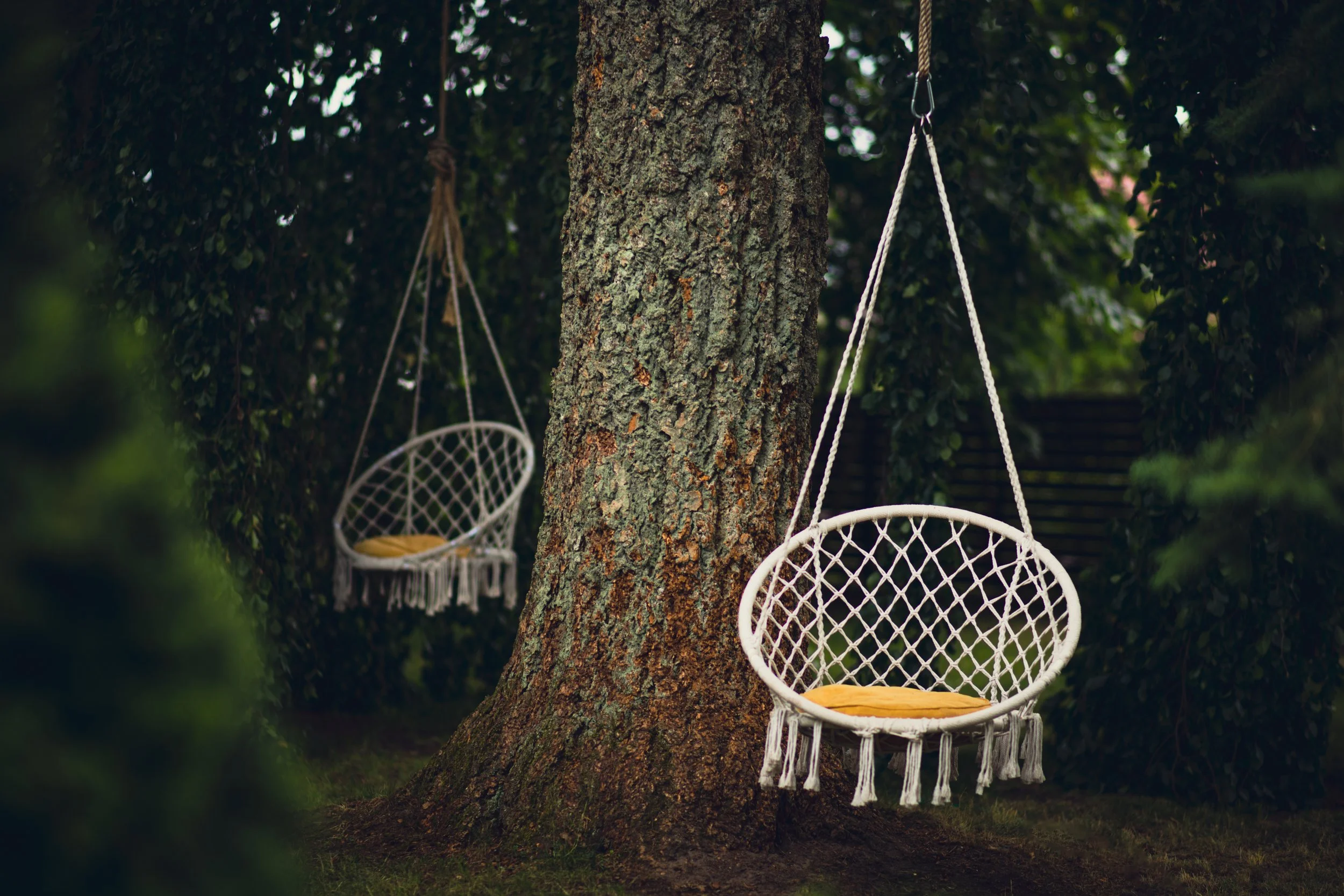 Two white hanging wicker chairs with yellow cushions hanging from tree branches in a garden.