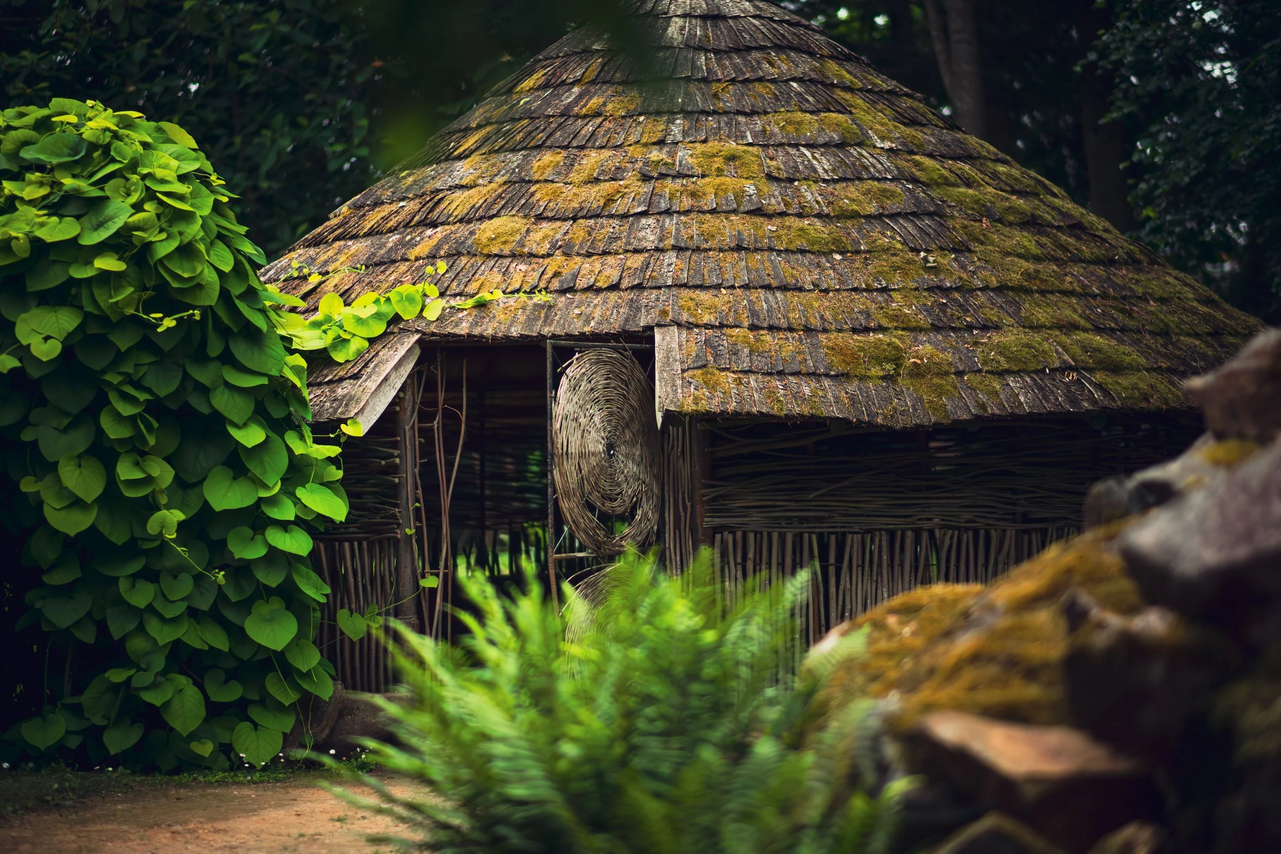 A small rustic hut with a moss-covered shingled roof, partially hidden behind green foliage.