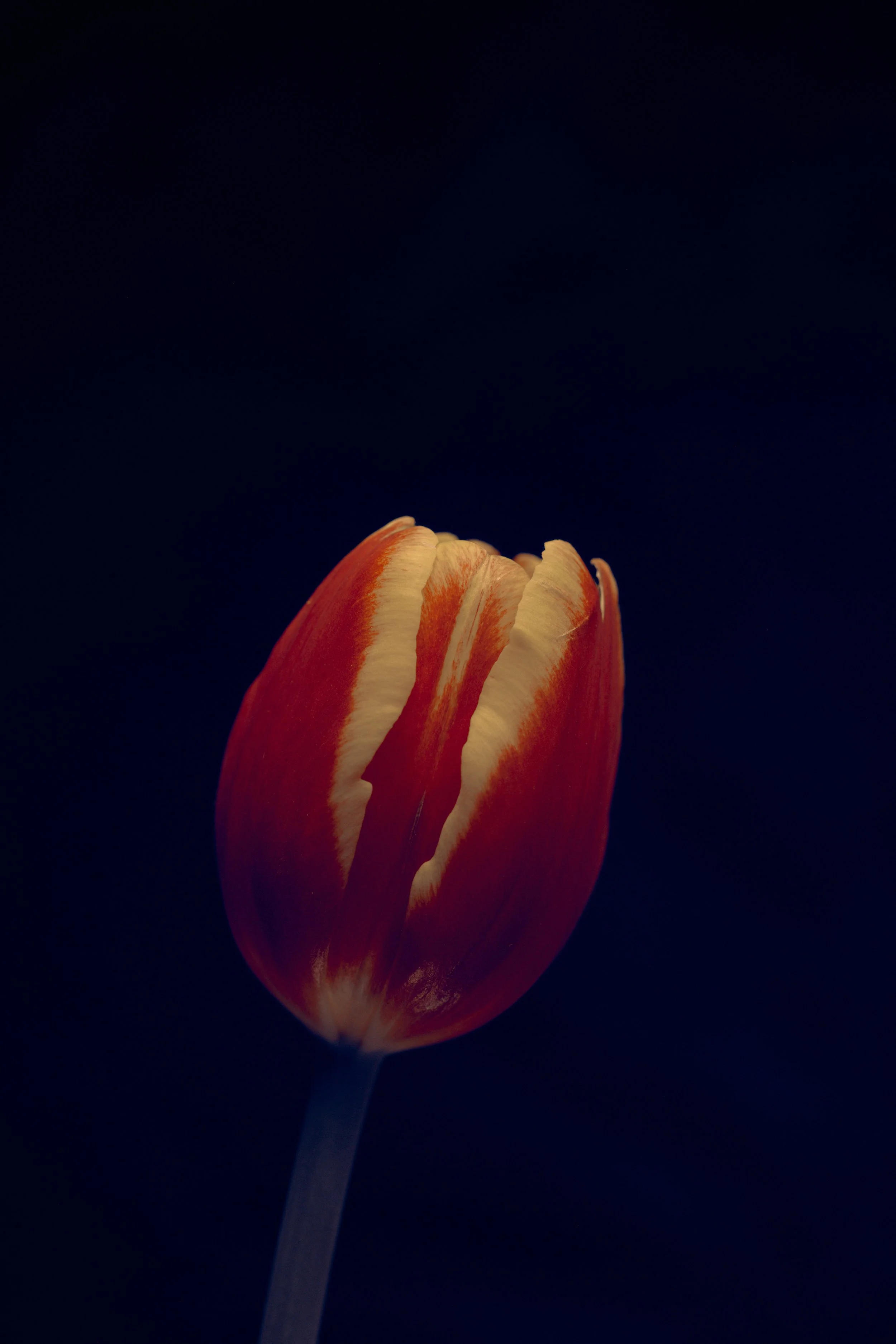 LBamford_Flowers_260511_ 269.jpg