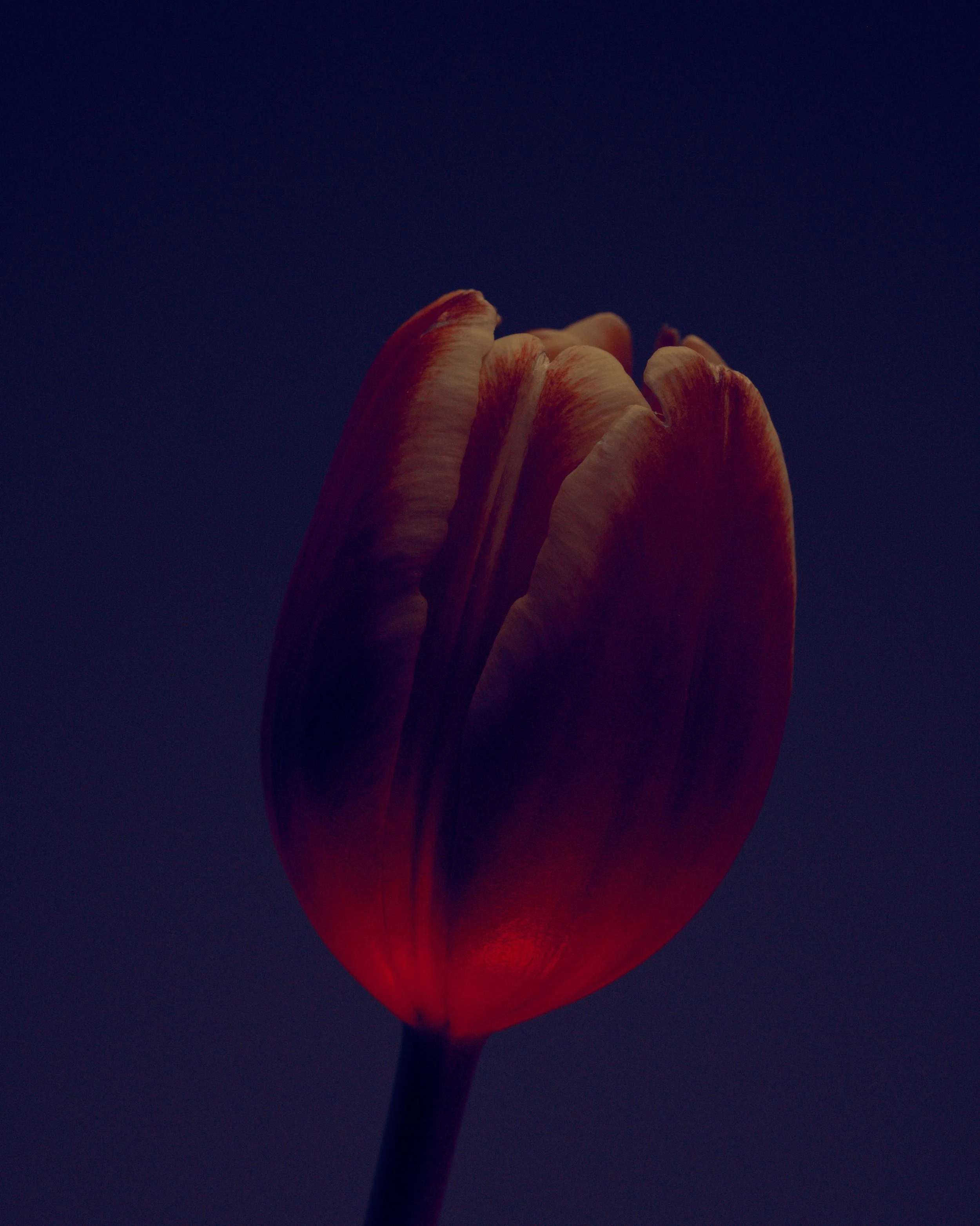 LBamford_Flowers_260511_ 213.jpg