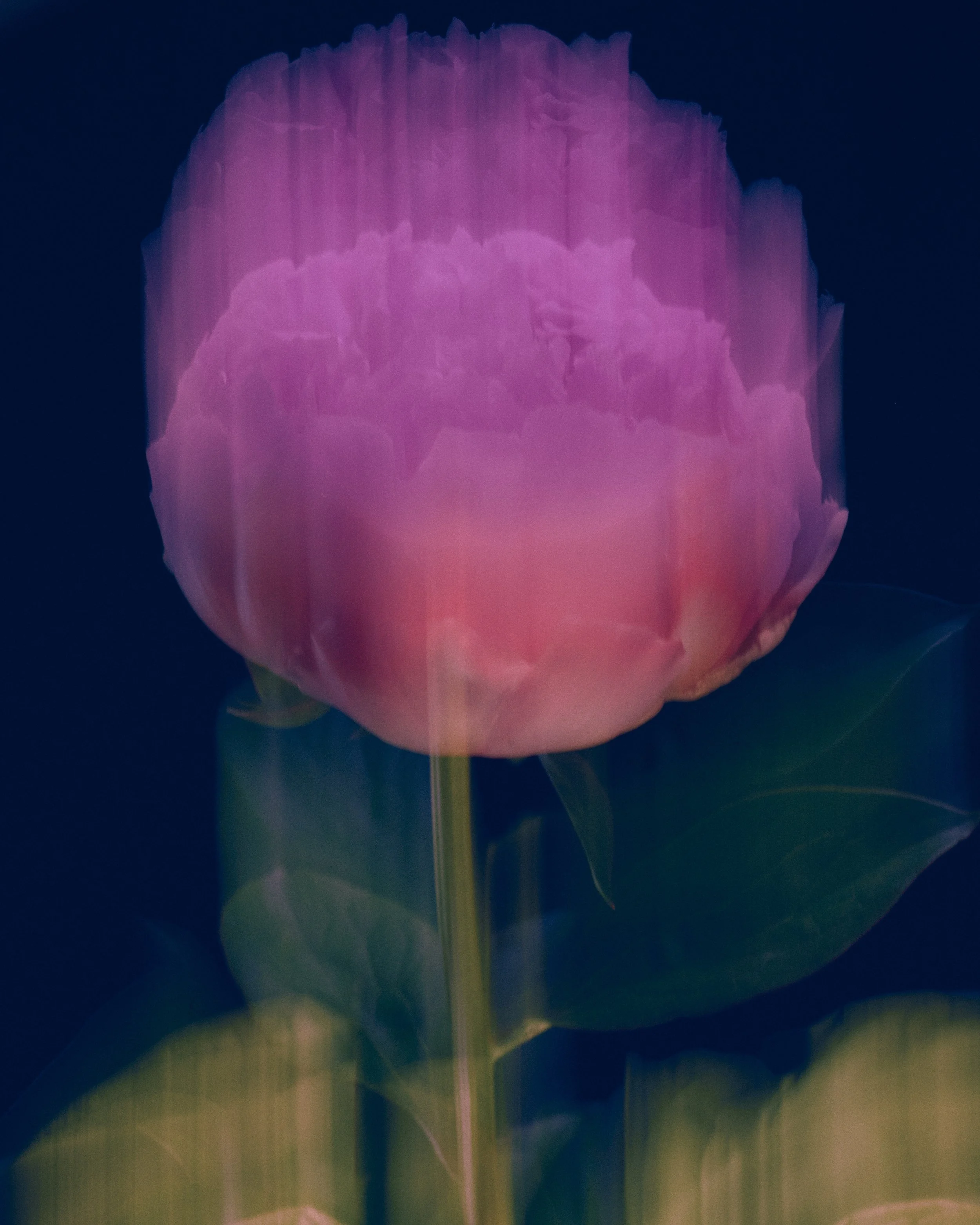 LBamford_Flowers_260511_ 138.jpg