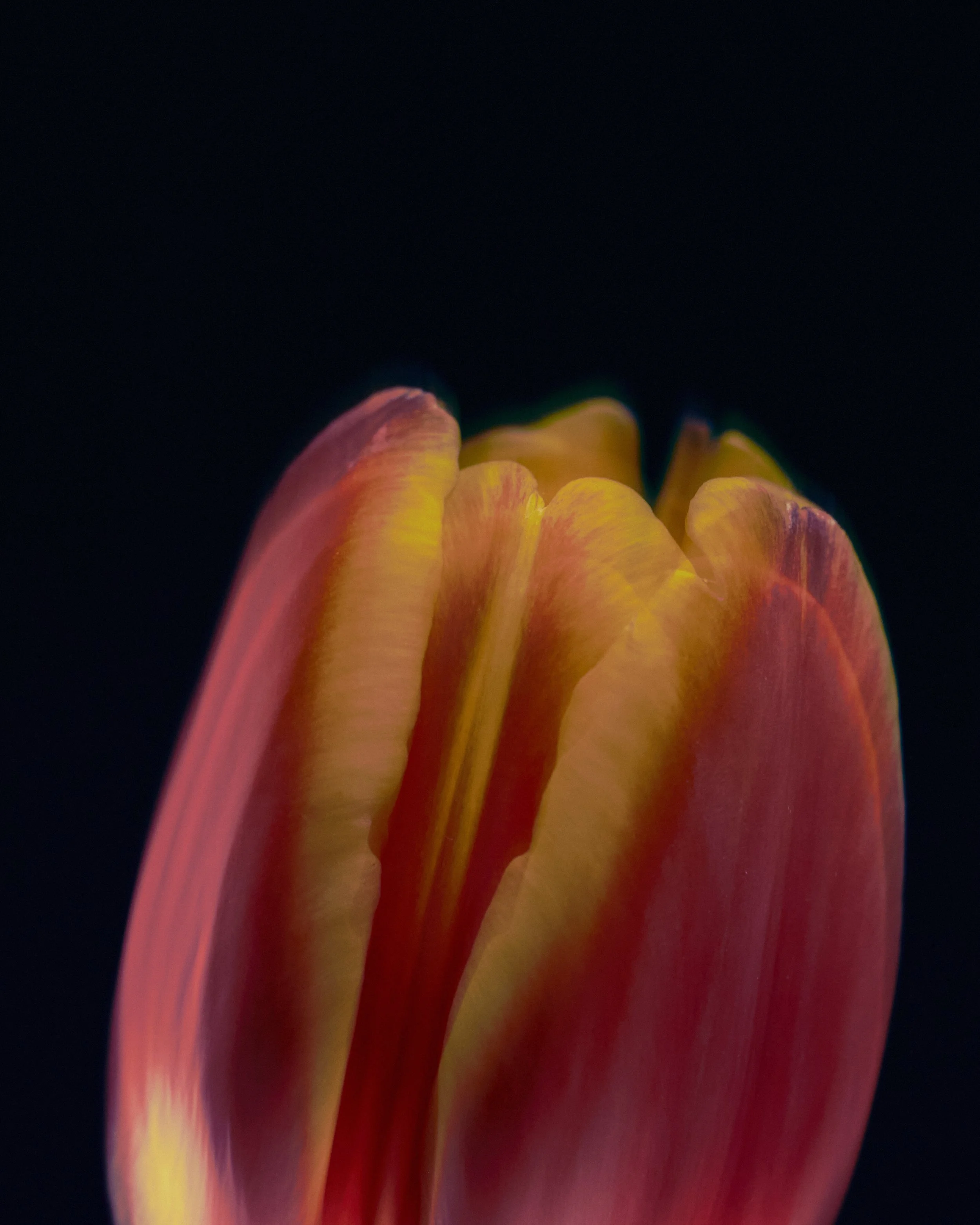 LBamford_Flowers_260511_ 185.jpg