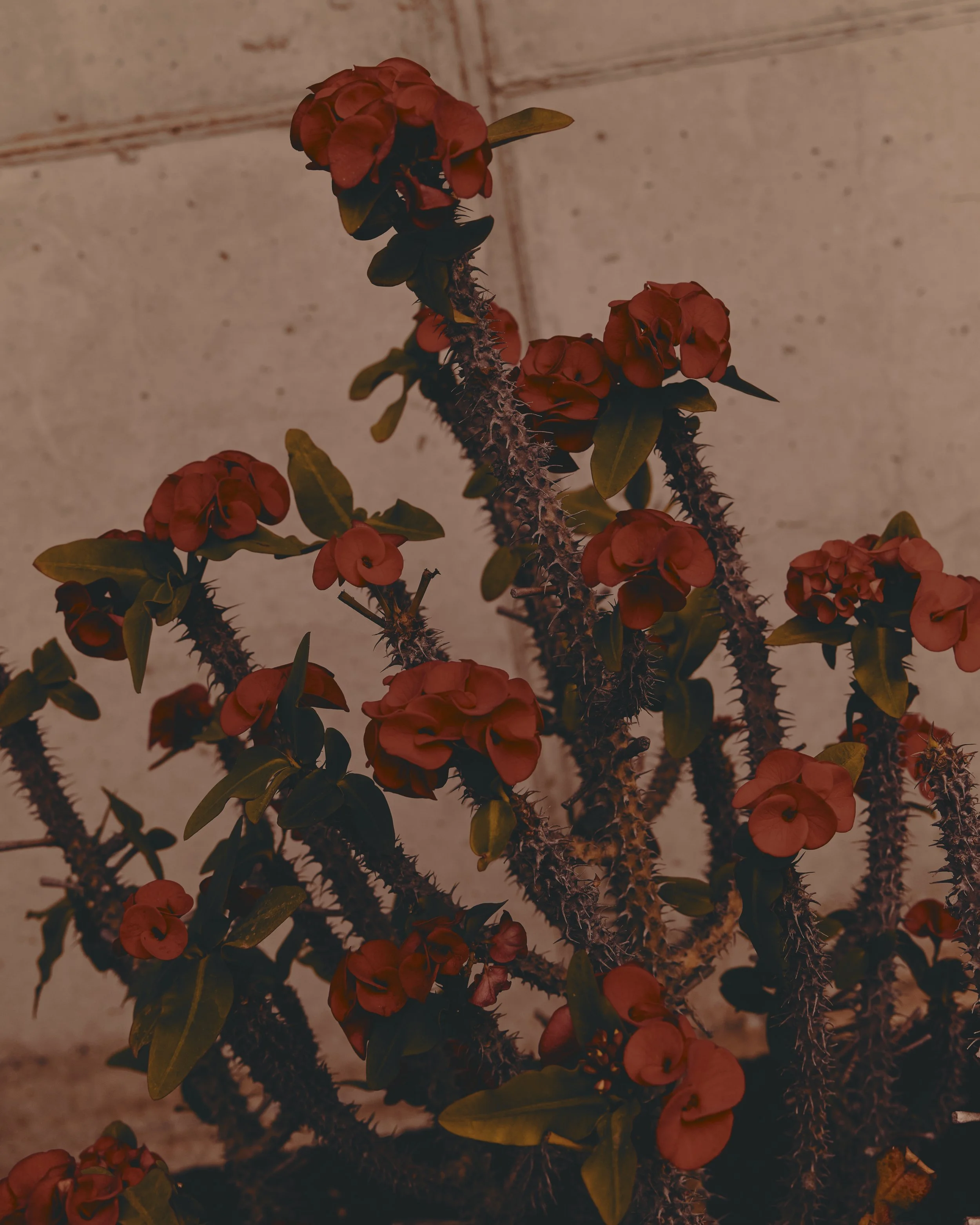 WHOOP X LCB_LBamford_250901_2281.JPG