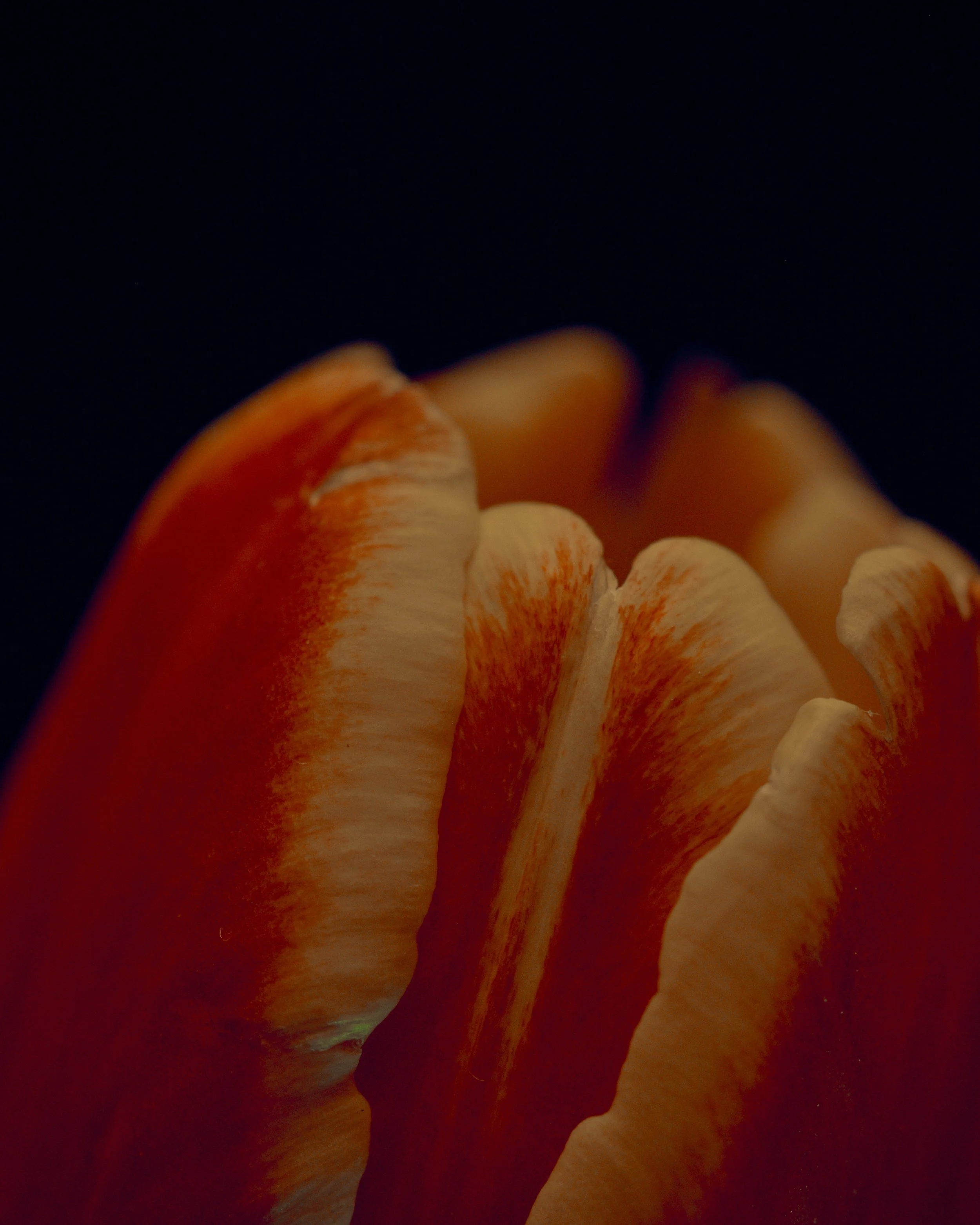 LBamford_Flowers_260511_ 129.jpg