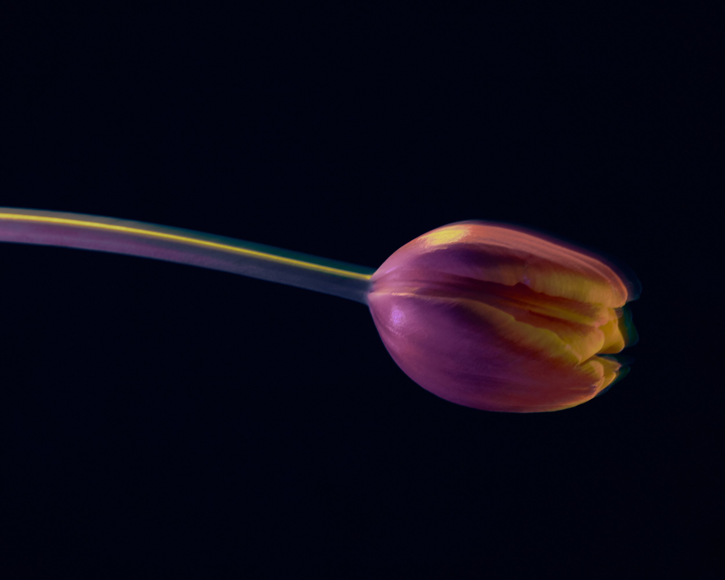 LBamford_Flowers_260511_ 172.jpg