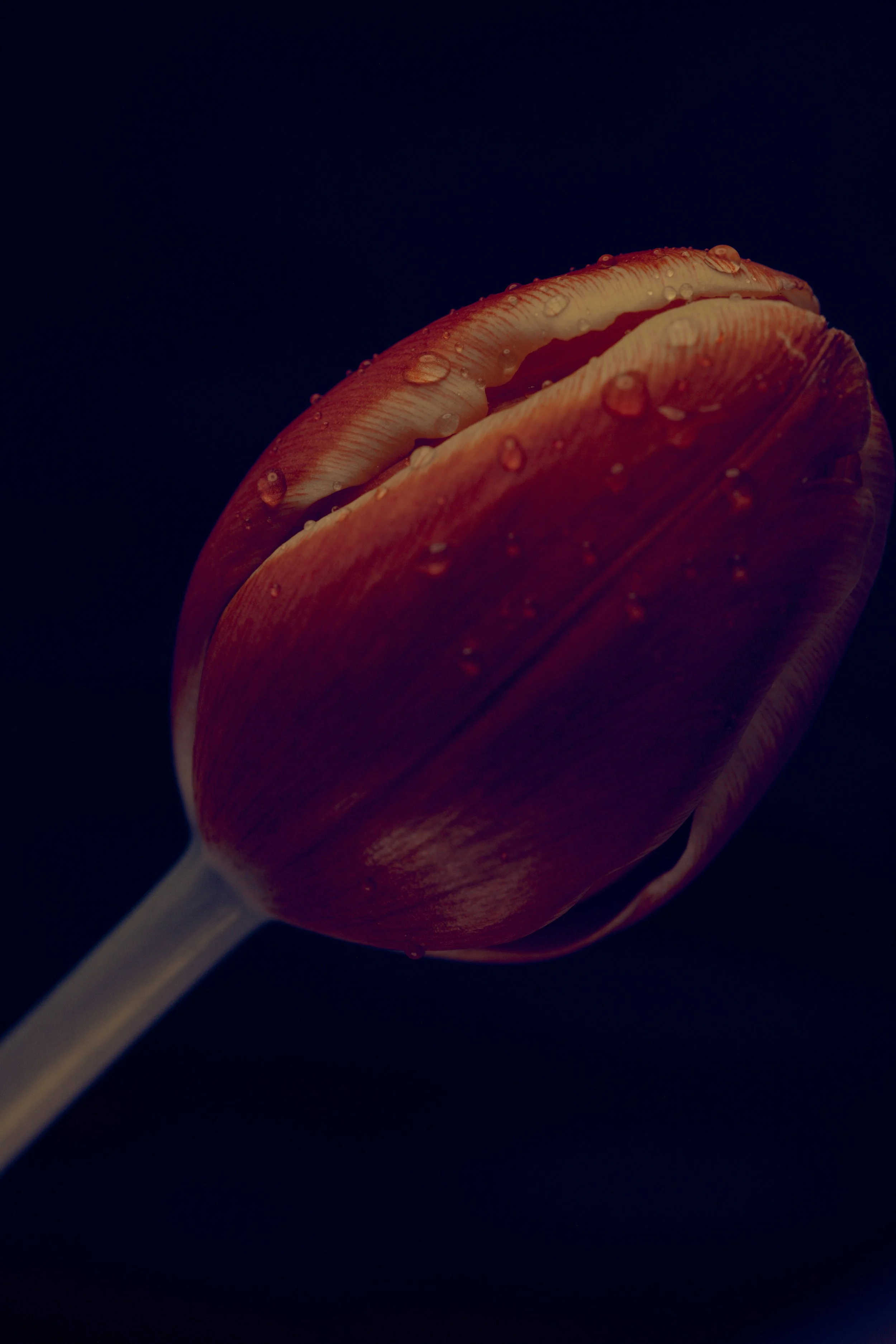 LBamford_Flowers_260511_ 290.jpg