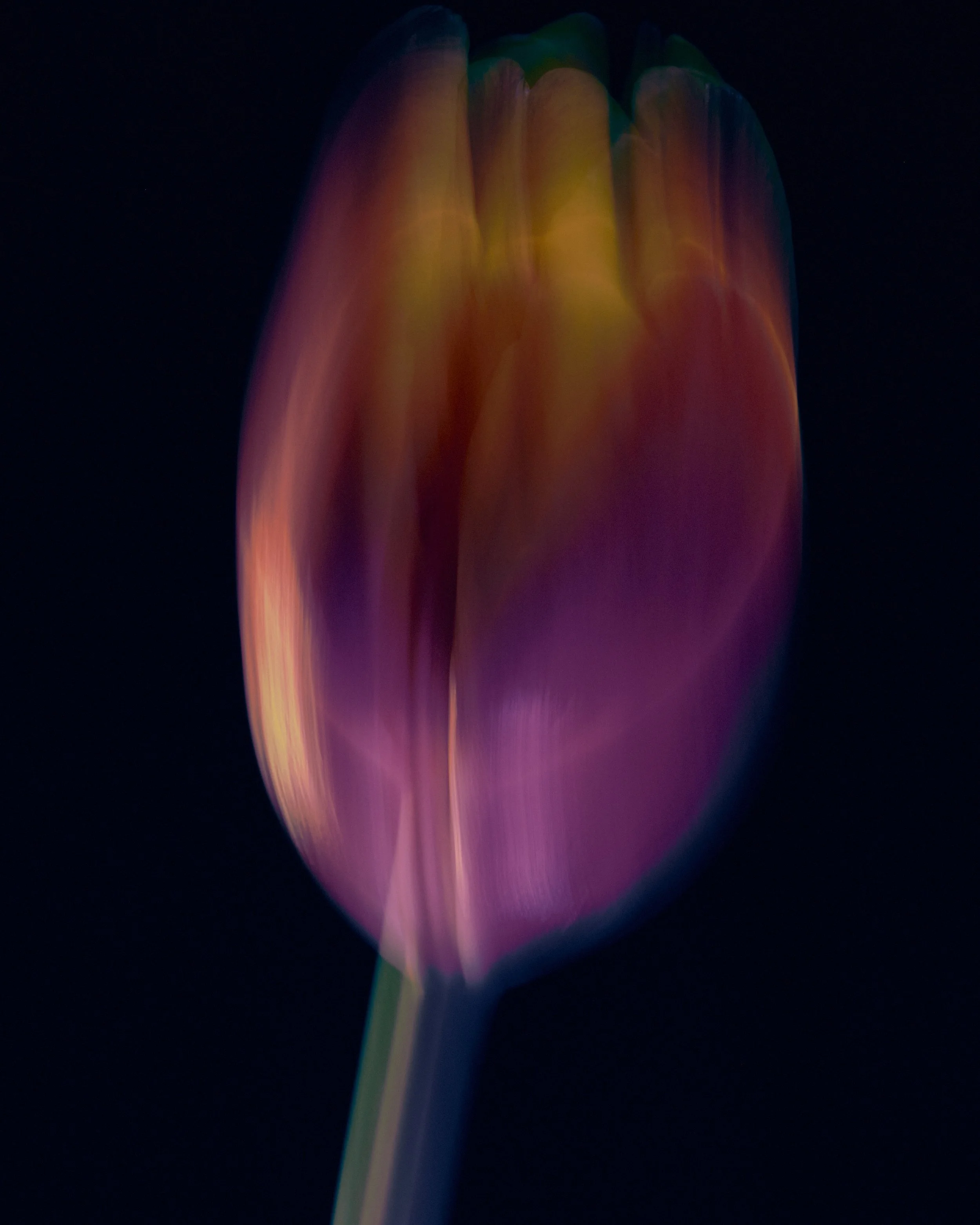 LBamford_Flowers_260511_ 173.jpg